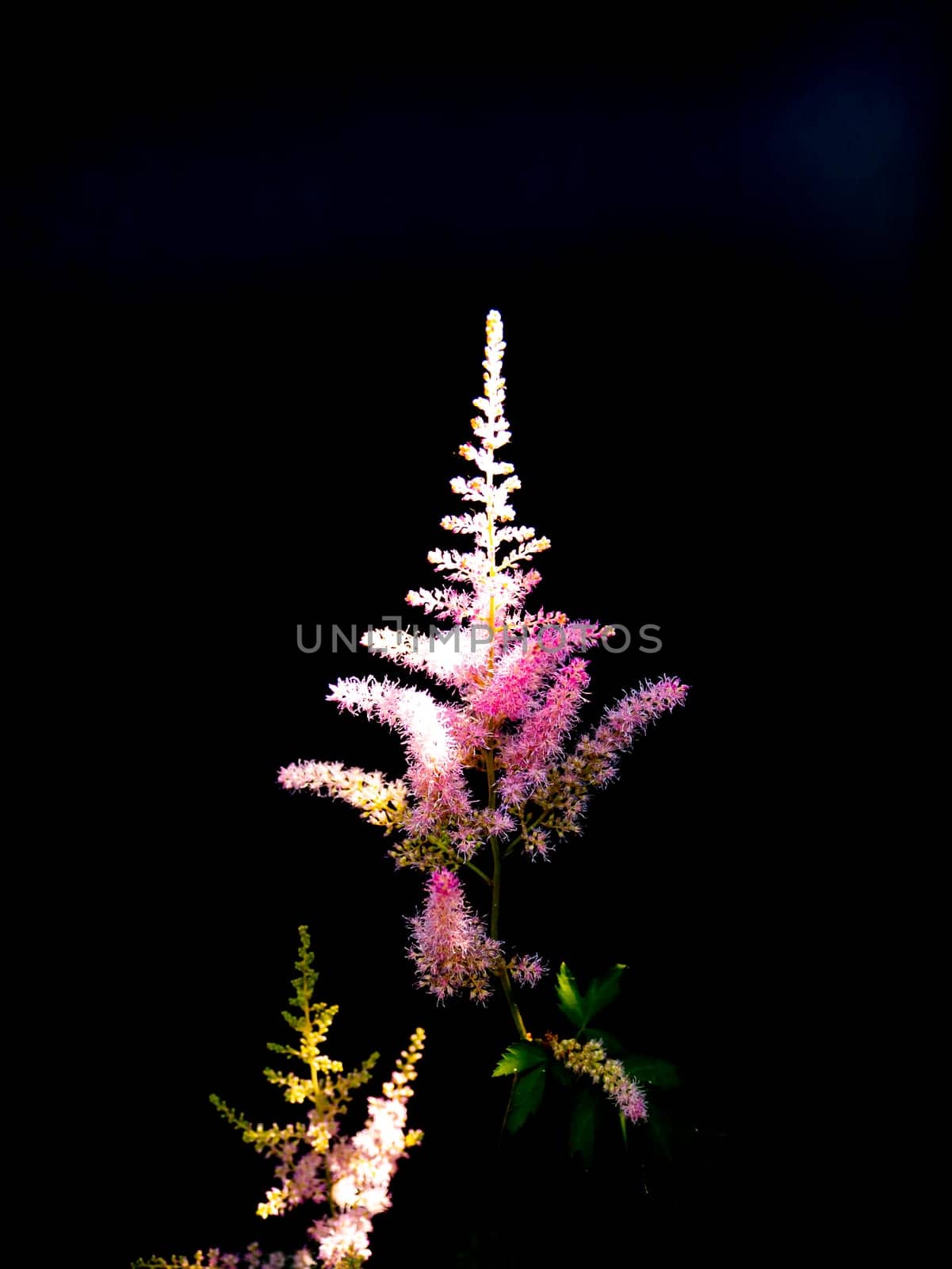 Pink flower in the sunshine on a black background. Wildflowers. Flowerbed. Background image. Place for text. Template. Place of rela. Showcase flower shop. Poster. Greeting card.