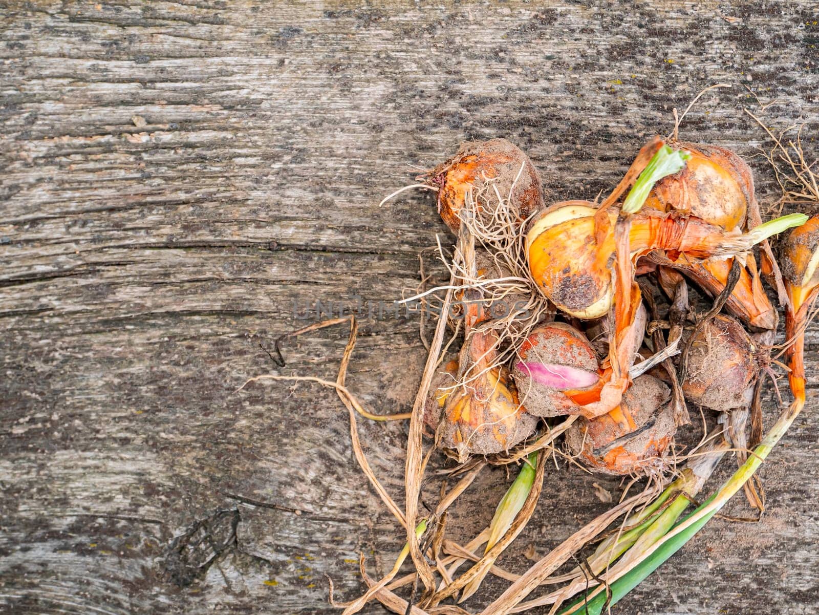 Harvest vegetables onions on a wooden table. Agriculture. Agriculture. Advertising of a shop window of a grocery store. Place for your text. Poster. Food photo. Harvesting.