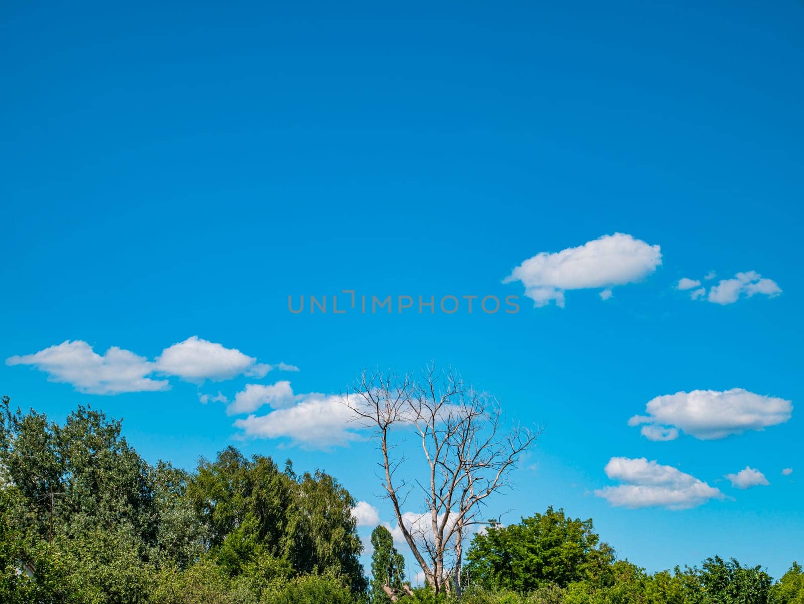 Dry wood on a background of blue sky with white clouds. Cloudy landscape. Background image. Place for text. Template. Poster. Look into the distance. Admire the view. Prodny landscape. Cloudy horizon.