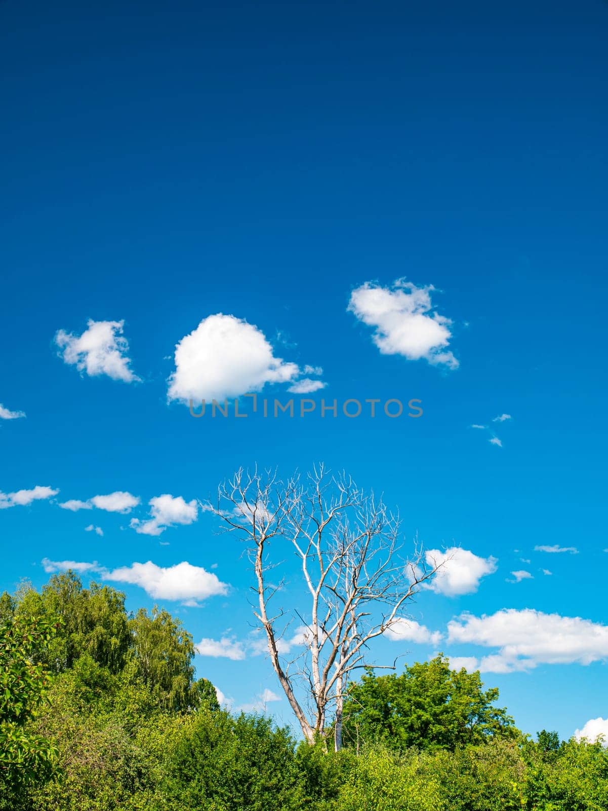 Dry wood on a background of blue sky with white clouds. Cloudy landscape. Background image. Place for text. Template. Poster. Look into the distance. Admire the view. Prodny landscape. Cloudy horizon.