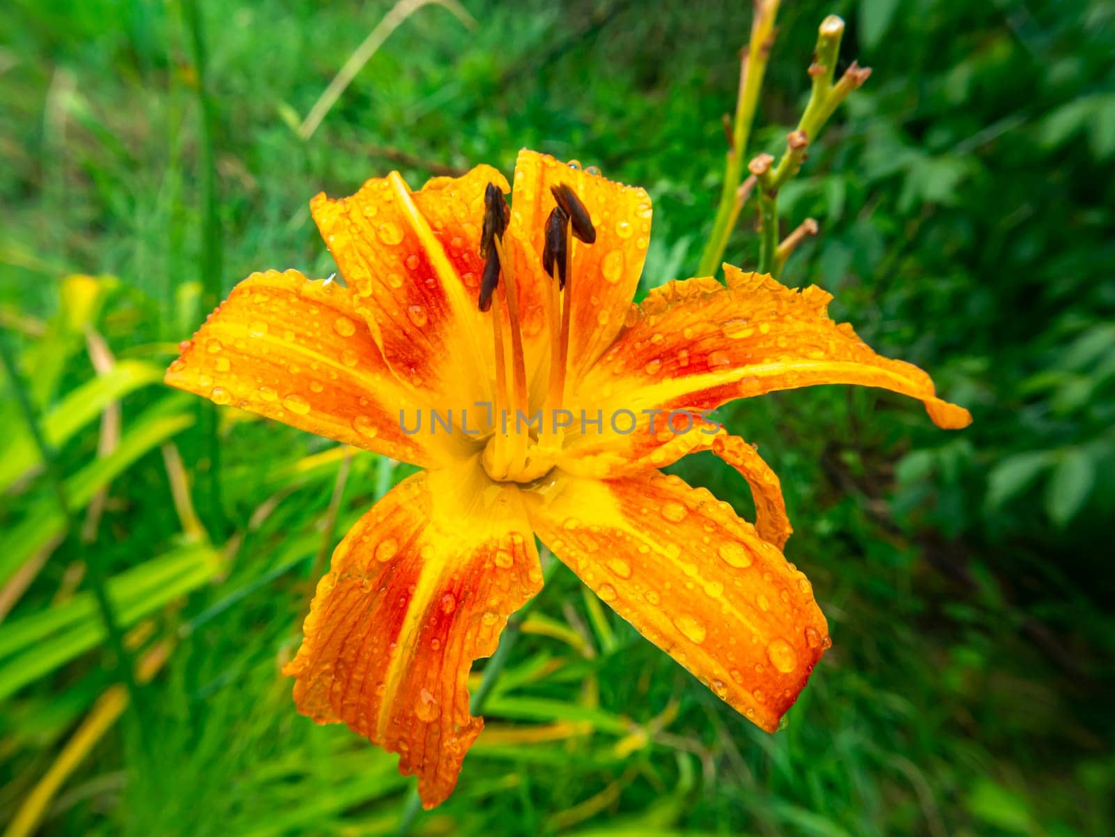 Orange lily flower with rain water drops. Flowers and gardens. Floriculture. Summer season. Place for text. Advertising voto of a shop window of a flower shop. Flower petals. Plant stem.