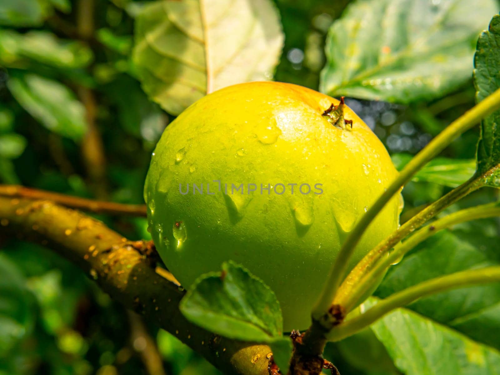 Apple fruit with drops of rain water on a tree branch. Green apple. Orchard. Gardening. Place for text. Advertising voto of a shop window of a fruit shop. Fruits of berries of an orchard. Macro photo.