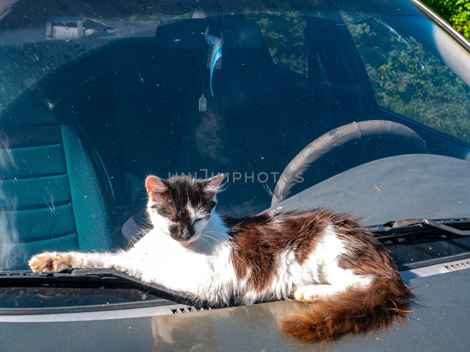 The pet cat lies on the hood of the car. Kittens. Black and white. A family of cats. Predator. Animal face. A car. Driving by car. Journey. Background image. Place for text.