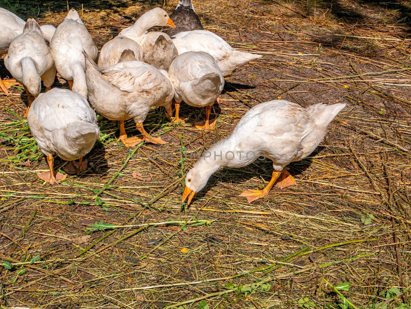 White geese eat grass on the farm. Household. Agriculture. Poultry keeping. Domestic bird. Background image. On open air. Place for text. Template. Poster.