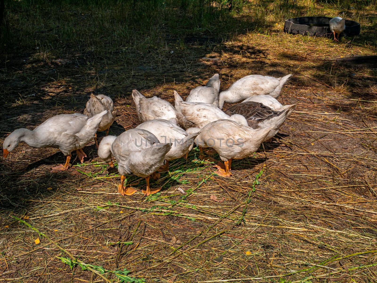 White geese eat grass on the farm. Household. Agriculture. Poultry keeping. Domestic bird. Background image. On open air. Place for text. Template. Poster.