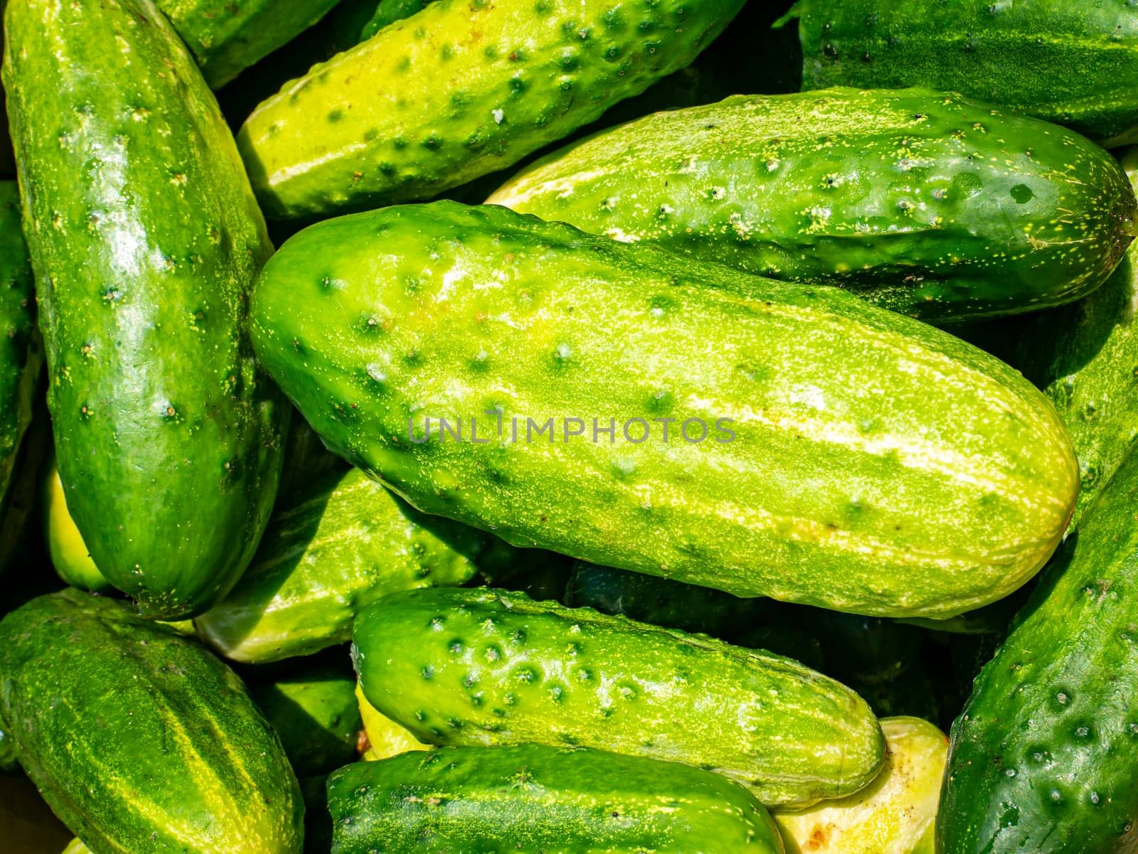 The harvested harvest of pickled cucumber vegetables. Food photo. Vegetarian food. Agriculture. Farm. Advertising photo of a shop window. Background image. Place for text.