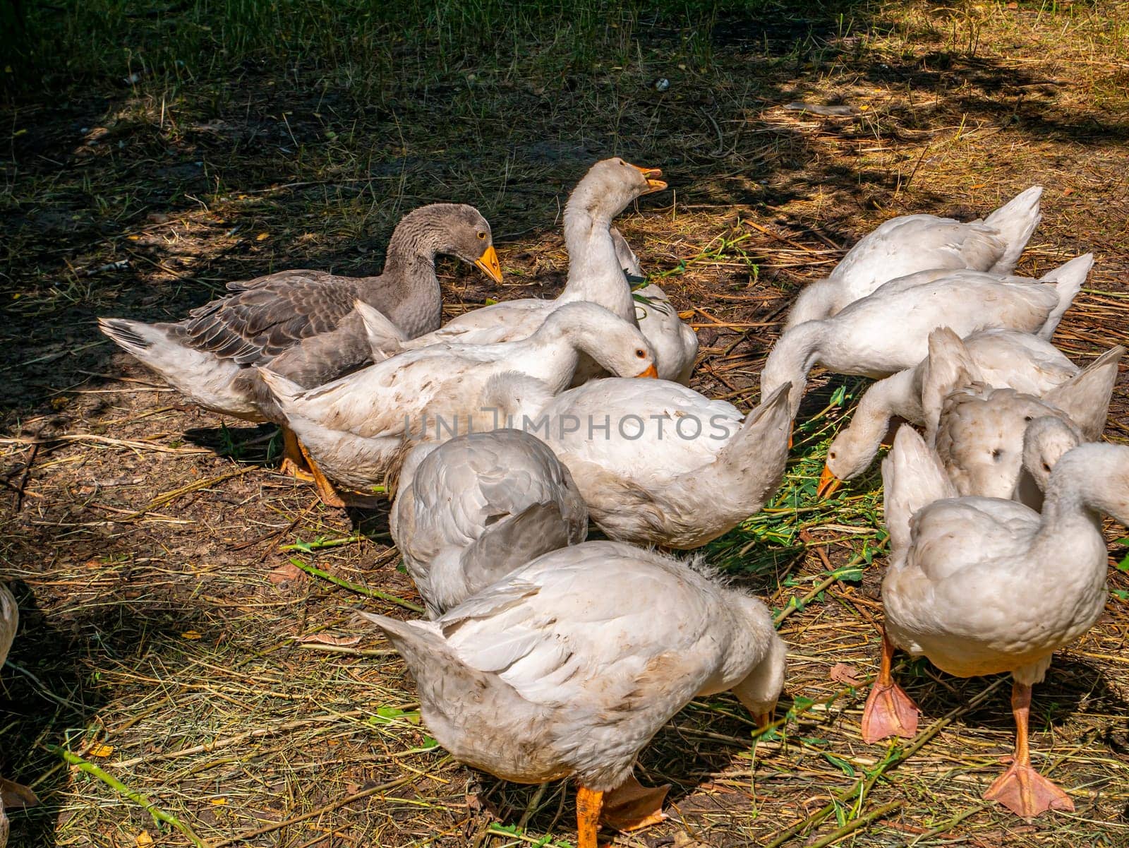 White geese eat grass on the farm. Household. Agriculture. Poultry keeping. Domestic bird. Background image. On open air. Place for text. Template. Poster.