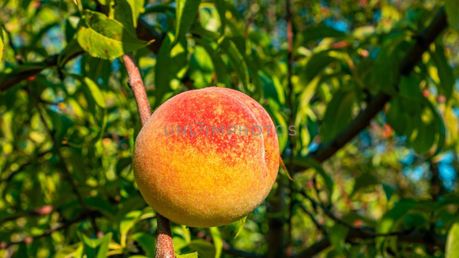 Peach fruit on a tree branch in the garden. Food photo. Harvesting the peach. Orchard. Agriculture. Advertising photo of a shop window. Place for text. Template. Sunlight. Summer season.
