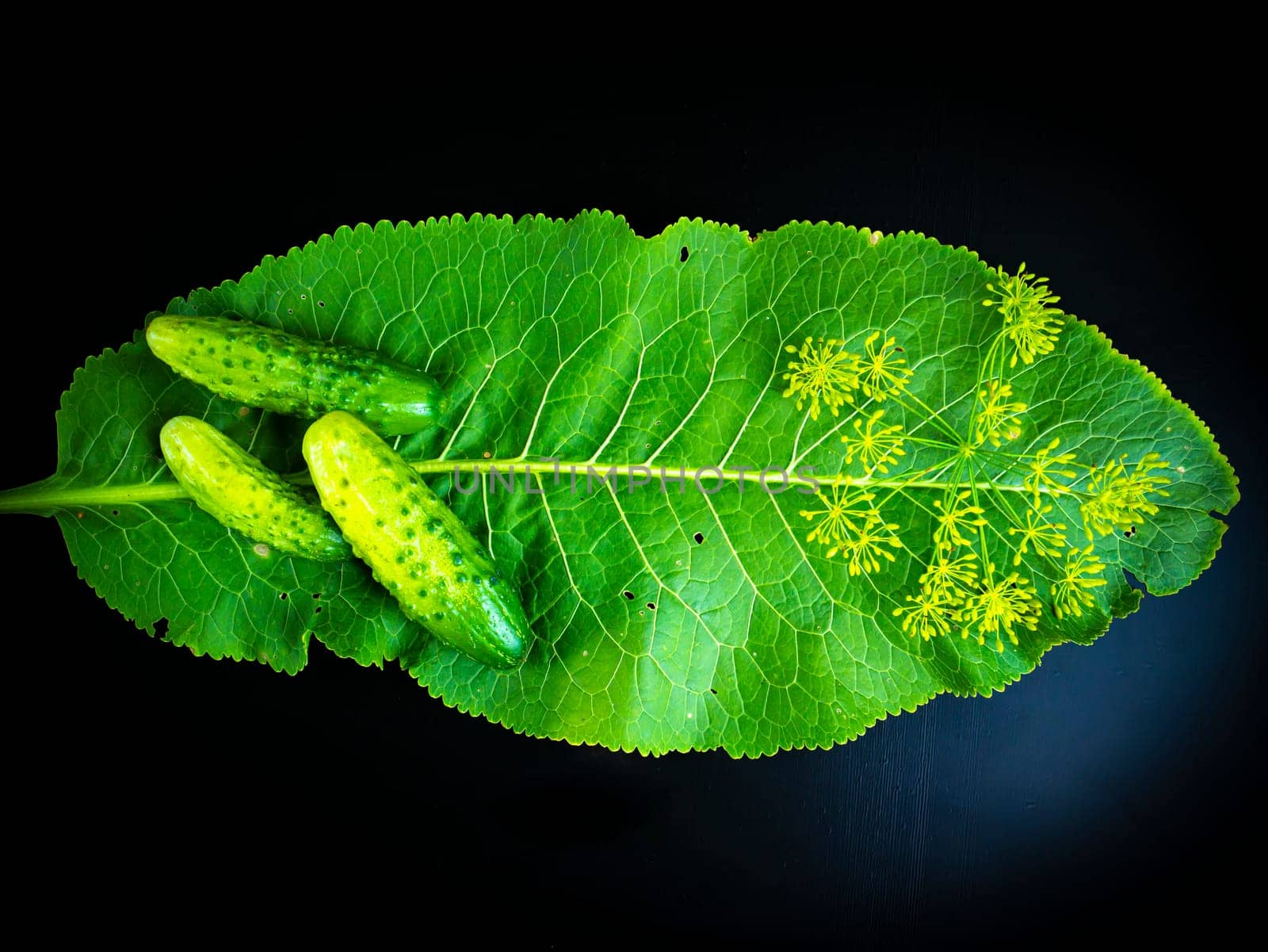 Vegetables cucumbers with horseradish leaf on a black background. Food photo. Vegetarian food. Agriculture. Farm. Shop window photo. Canned cucumbers. Pickled vegetables. Place for text.