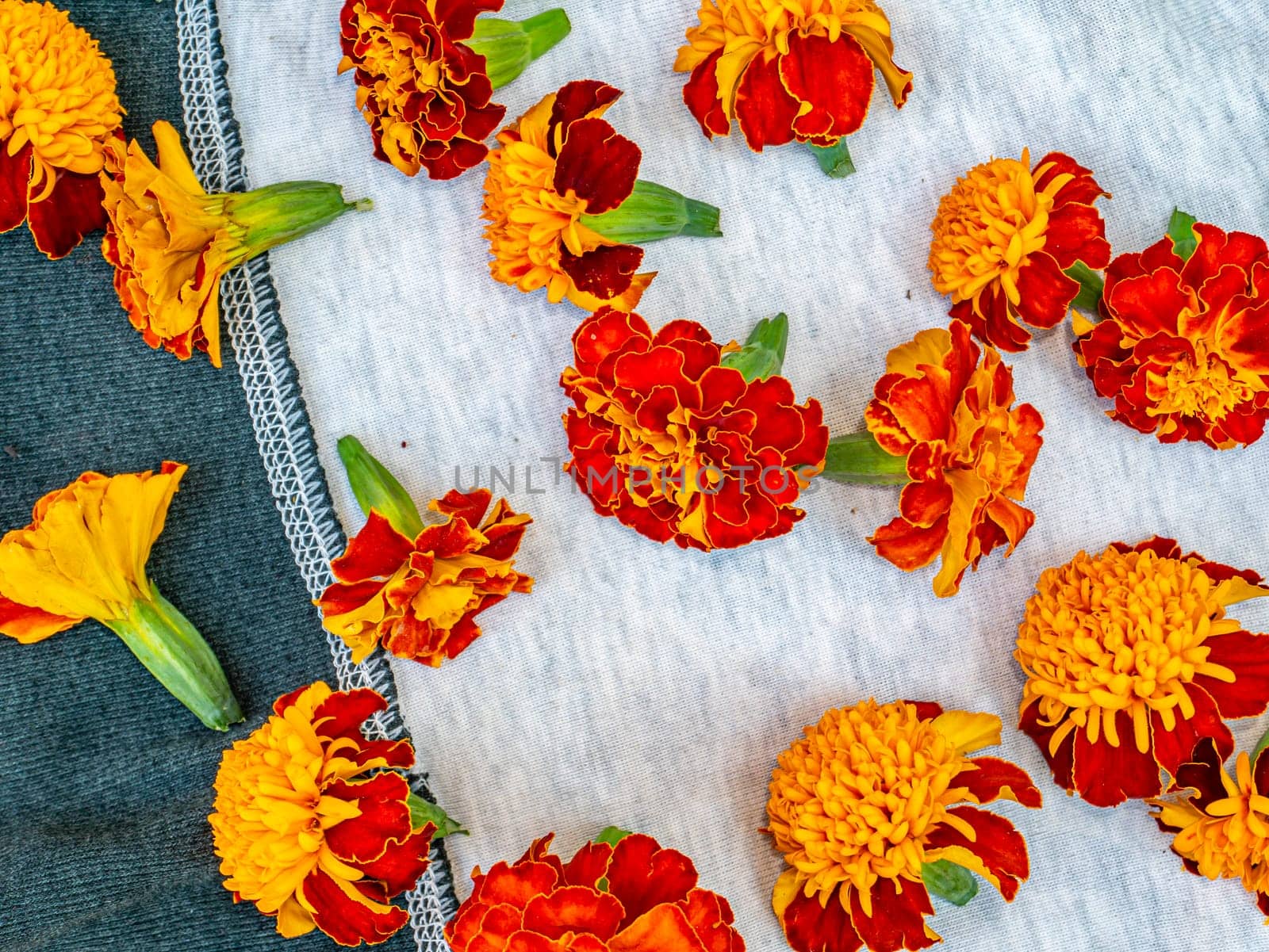 Blooming flowers of the marigold on a white background. Background image. On open air. Place for text. Template. Poster.