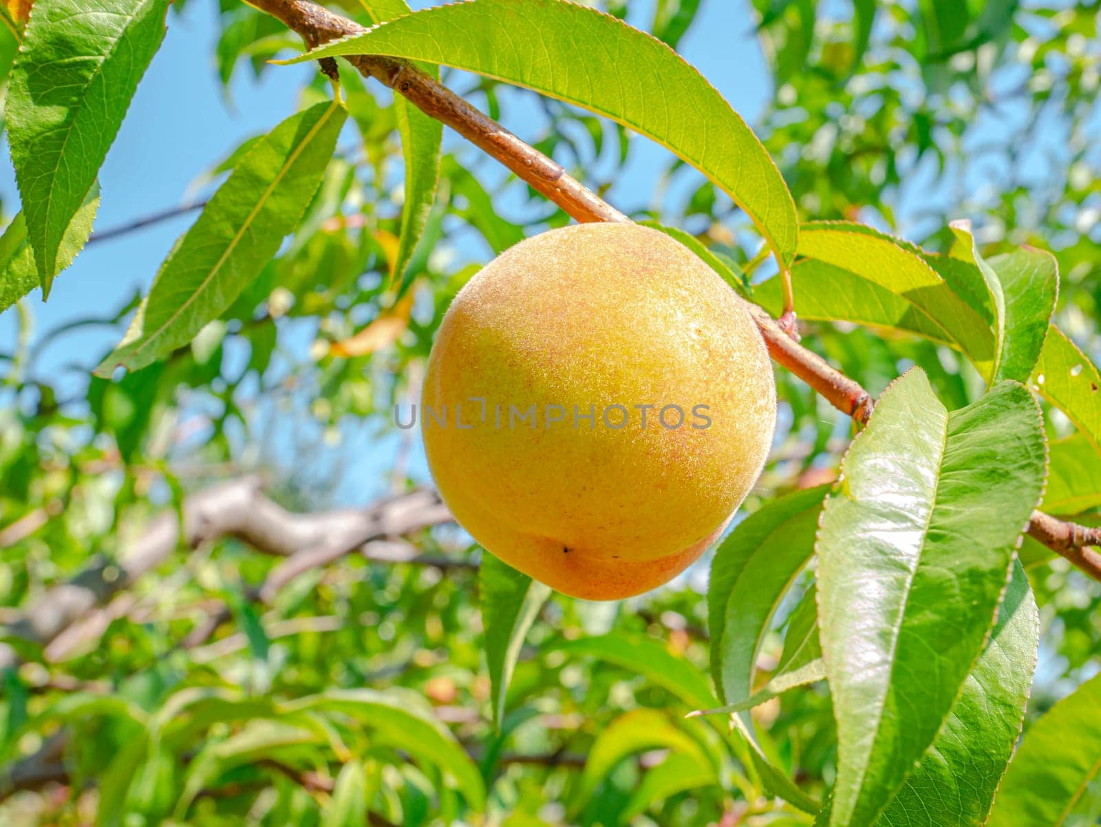 Peach fruit on a background of blue sky. Harvesting peaches in the garden. Food photo. Fruit juice. Agriculture. Vegetarian food. Vitamins. Tree branches. Background image.