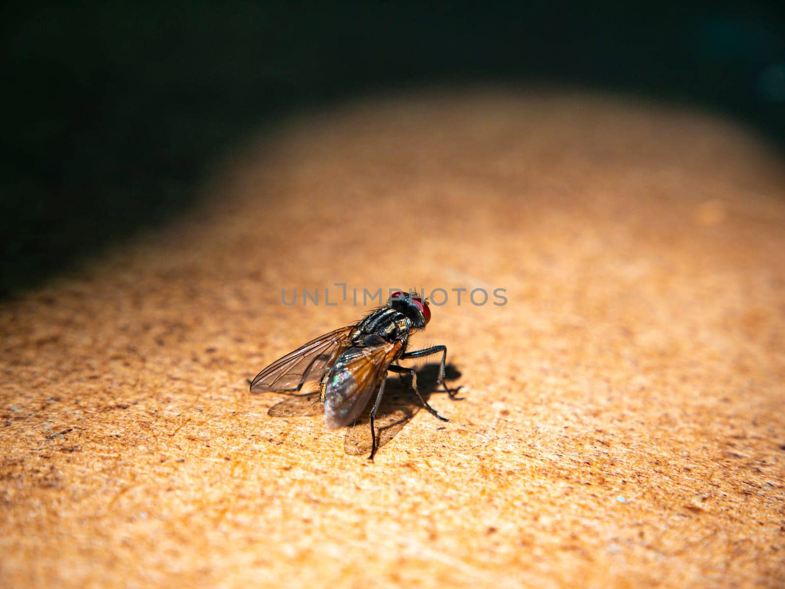 A black fly sits on a wooden table. Macro photo. Insect fly. Insect paws. Background image. Place for text. Shadow.