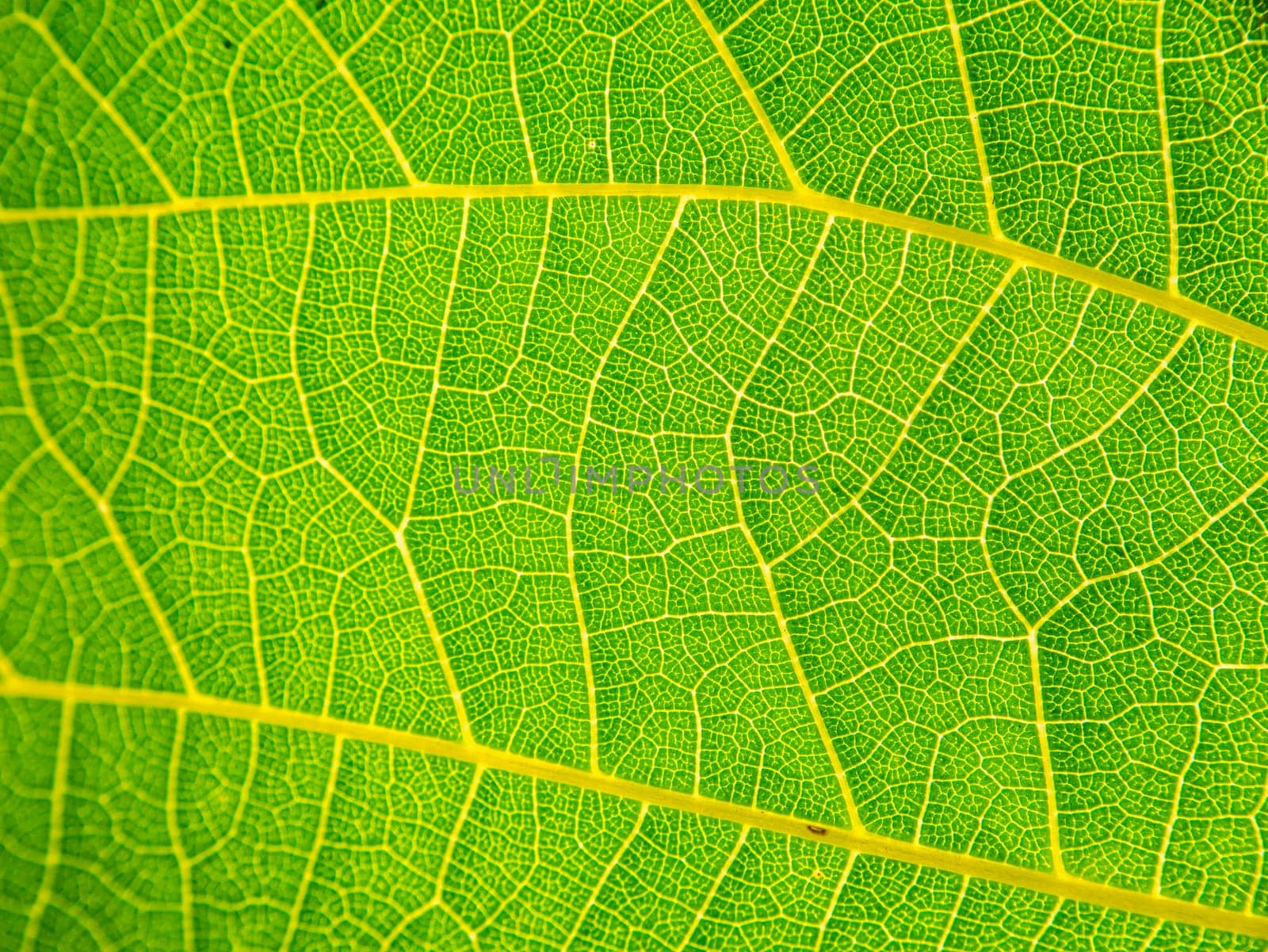 The texture of the green leaf of the plant. Macro photography. Biology. Extremely close-up. Background image place for text. Template. Poster.