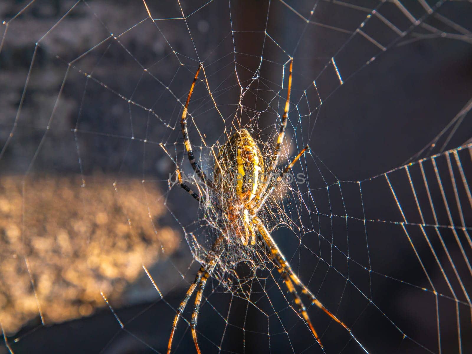 The spider sits on a web in the sunlight. The World Wide Web. Animal world. Spider paws. Wild nature. Background image. Place for your text.