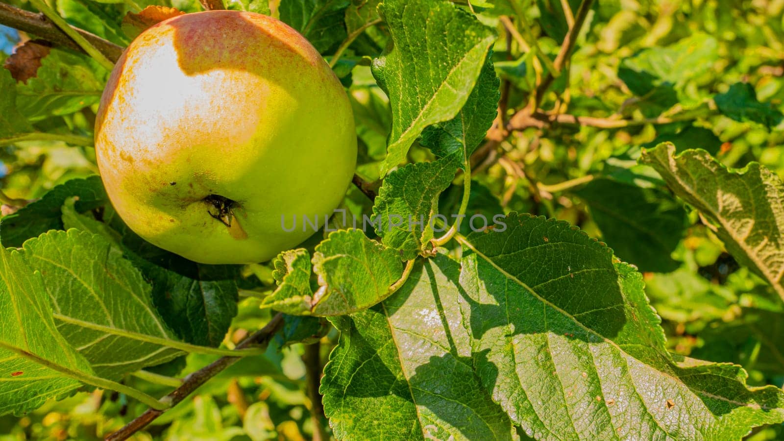 Apple fruit on a tree branch in the garden. Food photo. Harvesting the apple harvest. Orchard. Agriculture. Advertising photo of a shop window. Place for text. Template. Sunlight. Summer season.