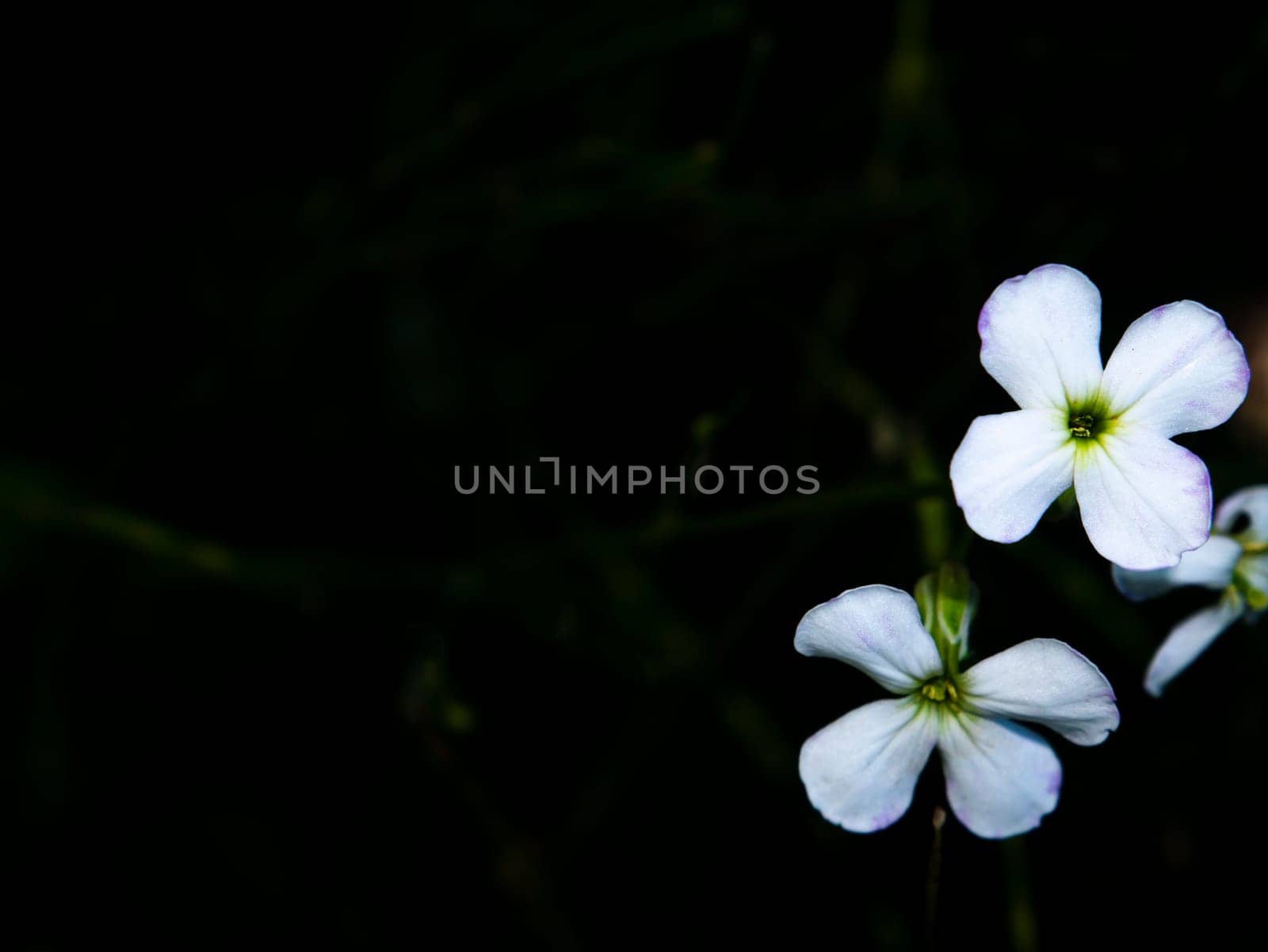Closeup of a white garden flower in bloom. Flower bed. Floriculture. Template with place for text. Background image. Advertising photo of a flower shop window. Poster. Black background.