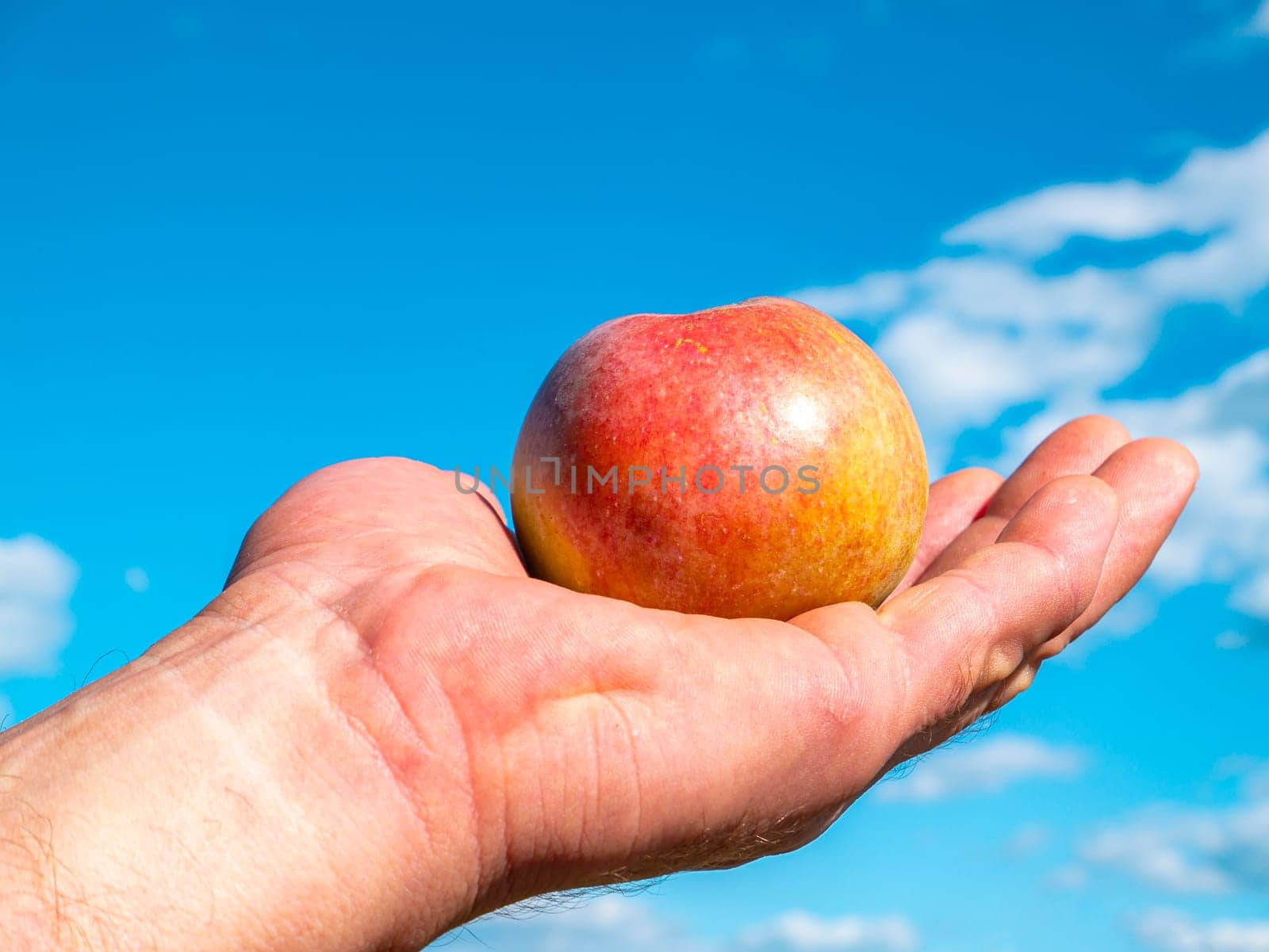 Apples in hand on a background of blue sky. Man's hand. Apple harvest. Blue sky with clouds. Orchard. Agriculture. Advertising photo of a fruit shop showcase. Place for text. Background image.