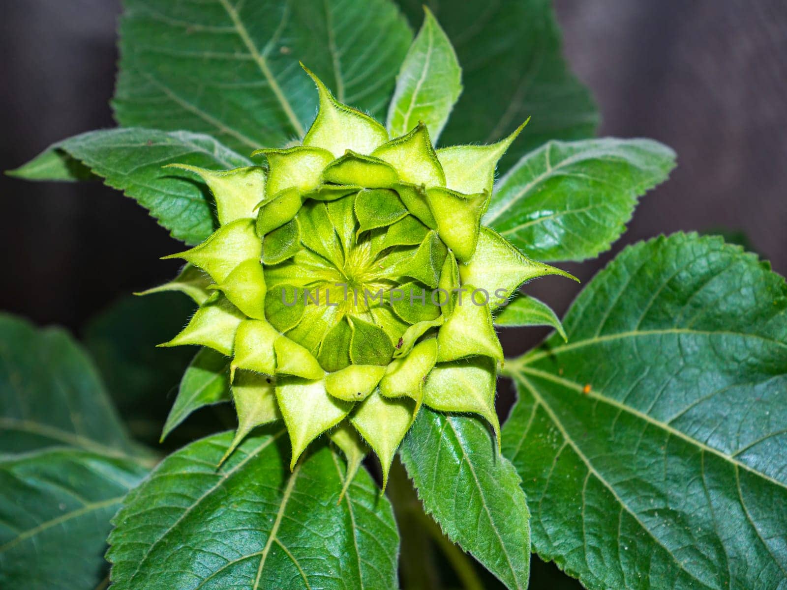 Green bud of a blooming sunflower flower. Flowering sunflower. Agriculture. Farm. Biology. Harvesting. Background image. Place for text. Crop production. Template. Macro photography.