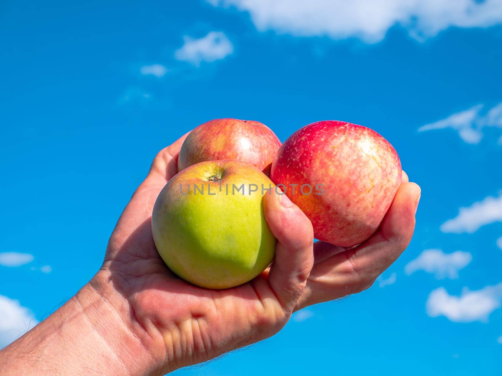 Apples in hand on a background of blue sky. Man's hand. Apple harvest. Blue sky with clouds. Orchard. Agriculture. Advertising photo of a fruit shop showcase. Place for text. Background image.