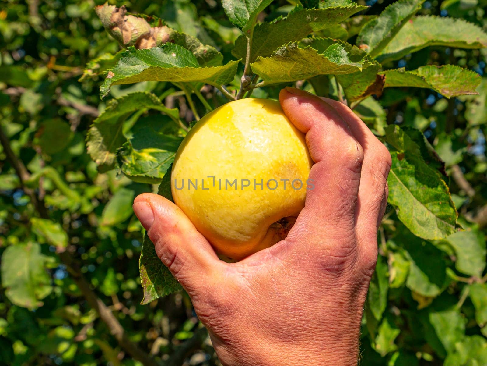 Apples in hand on a tree branch. Man's hand. Harvesting apples. Green foliage. Orchard. Agriculture. Advertising photo of a fruit shop showcase. Place for text. Background image.