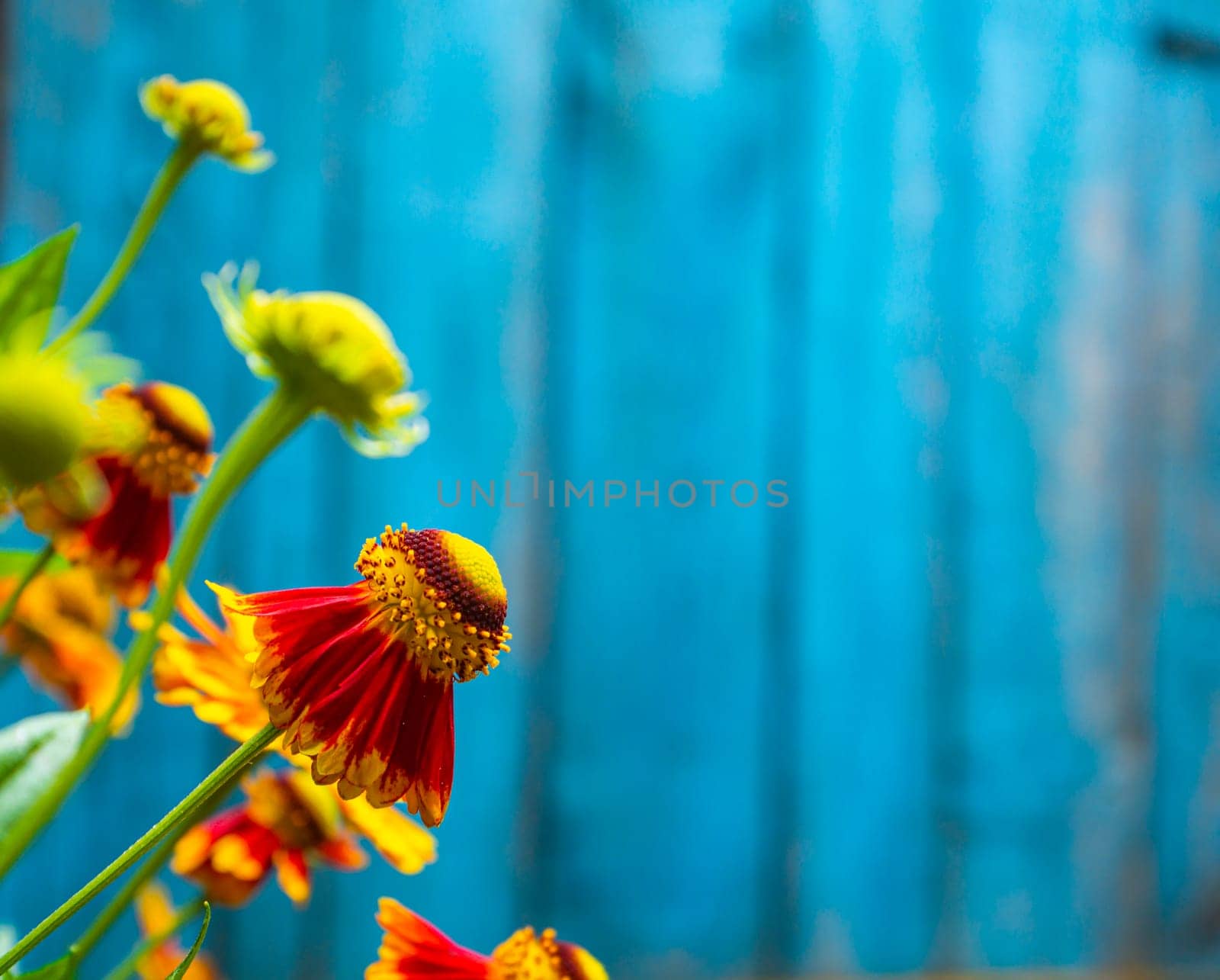 Closeup of a garden flower of gelenium in bloom. Flower bed. Floriculture. Template with place for text. Background image. Advertising photo of a flower shop window. Poster.