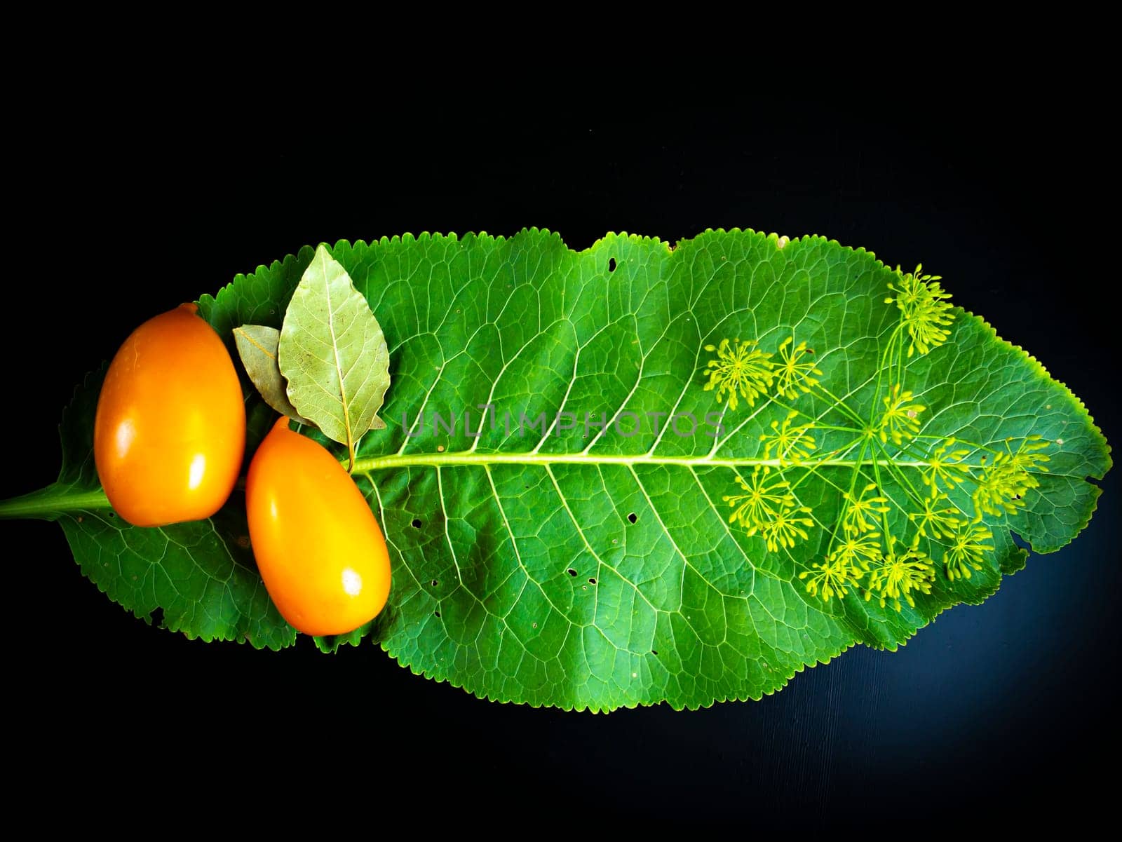 Yellow tomatoes with horseradish leaf on a black background. Food photo. Agriculture. Farm. Shop window photo. Preservation of tomato. Pickled vegetables. Dill. Bay leaf. Black background.