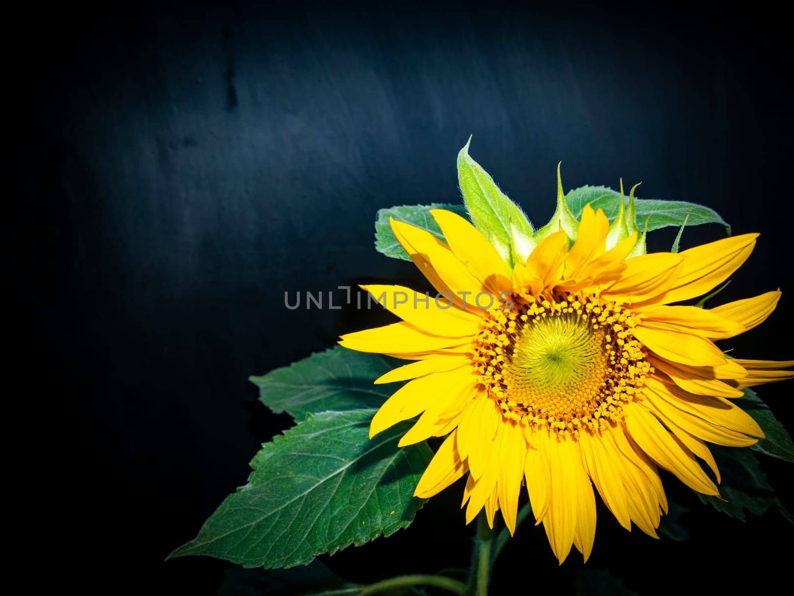 Yellow sunflower flower on a black background. Blooming sunflowers. Agriculture. Background image. Template for text. Outdoor advertising. Poster. Site page. Magazine cover.