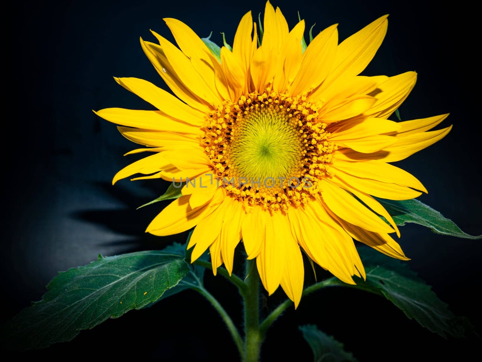 Yellow sunflower flower on a black background. Blooming sunflowers. Agriculture. Background image. Template for text. Outdoor advertising. Poster. Site page. Magazine cover.