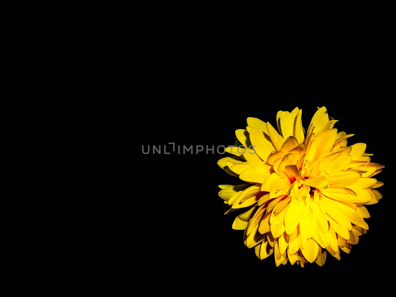 Yellow dahlia flowers on a black background. Blooming flowers. Yellow petals. Background image. Place for your text. Greeting card. A festive event. Day of Remembrance. Black background.