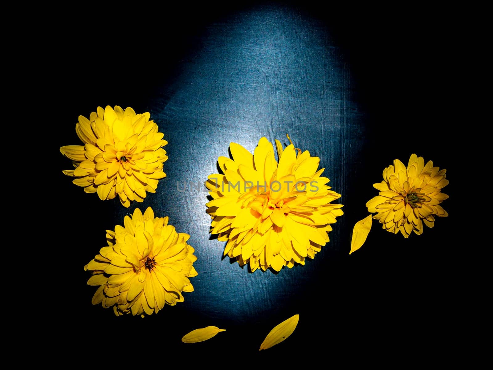Yellow dahlia flowers on a black background. Blooming flowers. Yellow petals. Background image. Place for your text. Greeting card. A festive event. Day of Remembrance. Black background.