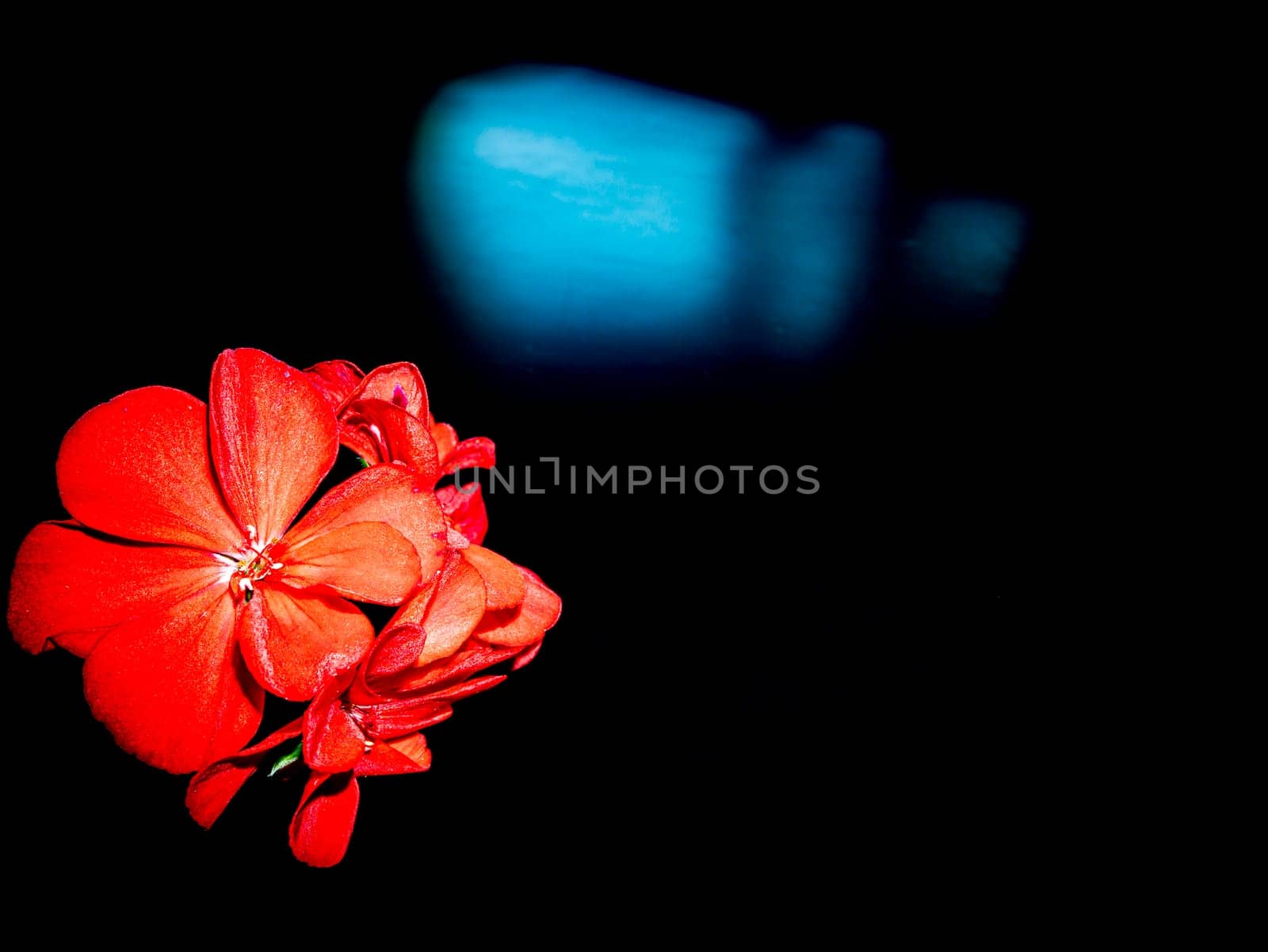 Red pelargonium flowers on a black background. Blooming flowers. Red petals. Background image. Place for your text. Greeting card. A festive event. Day of Remembrance. Black background.