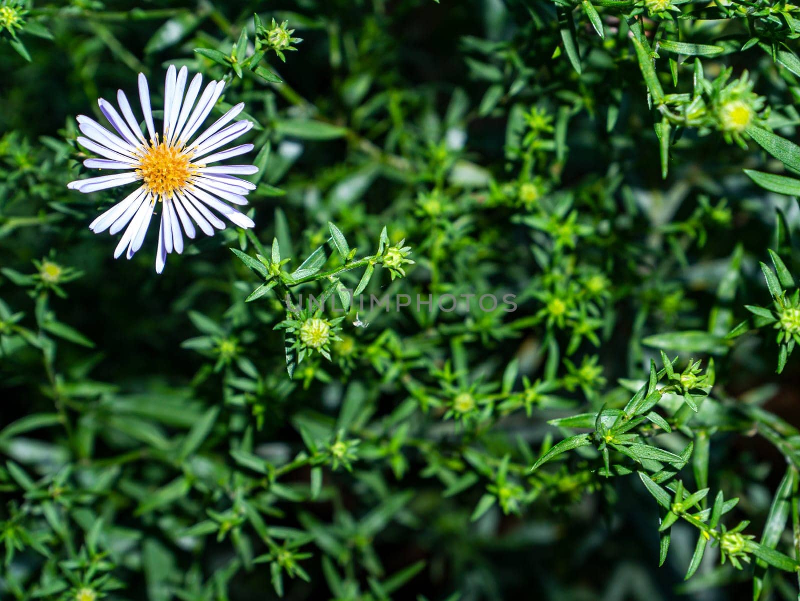 White flower on a background of green leaves. Garden floriculture. Wildflowers. Happy birthday greeting card. Bridal bouquet. Mothers Day. Valentine's Day. Background image. Place for your text.
