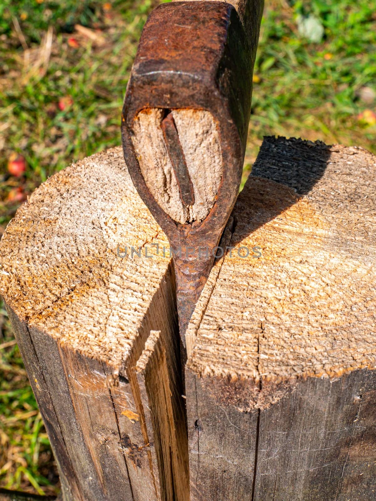 Chopping wood with an iron ax with a wooden handle. Hand tool ax. Preparation of firewood for the heating season. Deforestation. Timber industry. Environmental protection. Lumberjack. Pine tree.