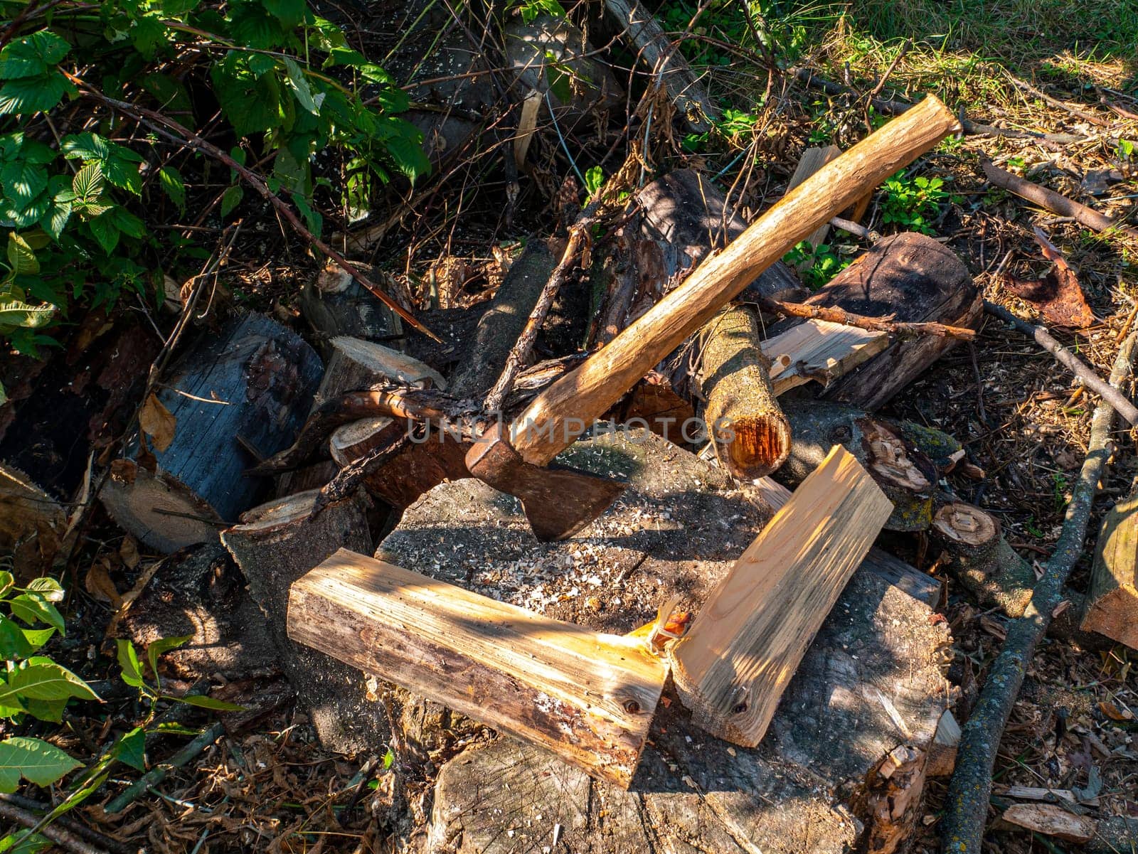 Chopping wood with an iron ax with a wooden handle. Hand tool ax. Preparation of firewood for the heating season. Deforestation. Timber industry. Environmental protection. Lumberjack. Pine tree.