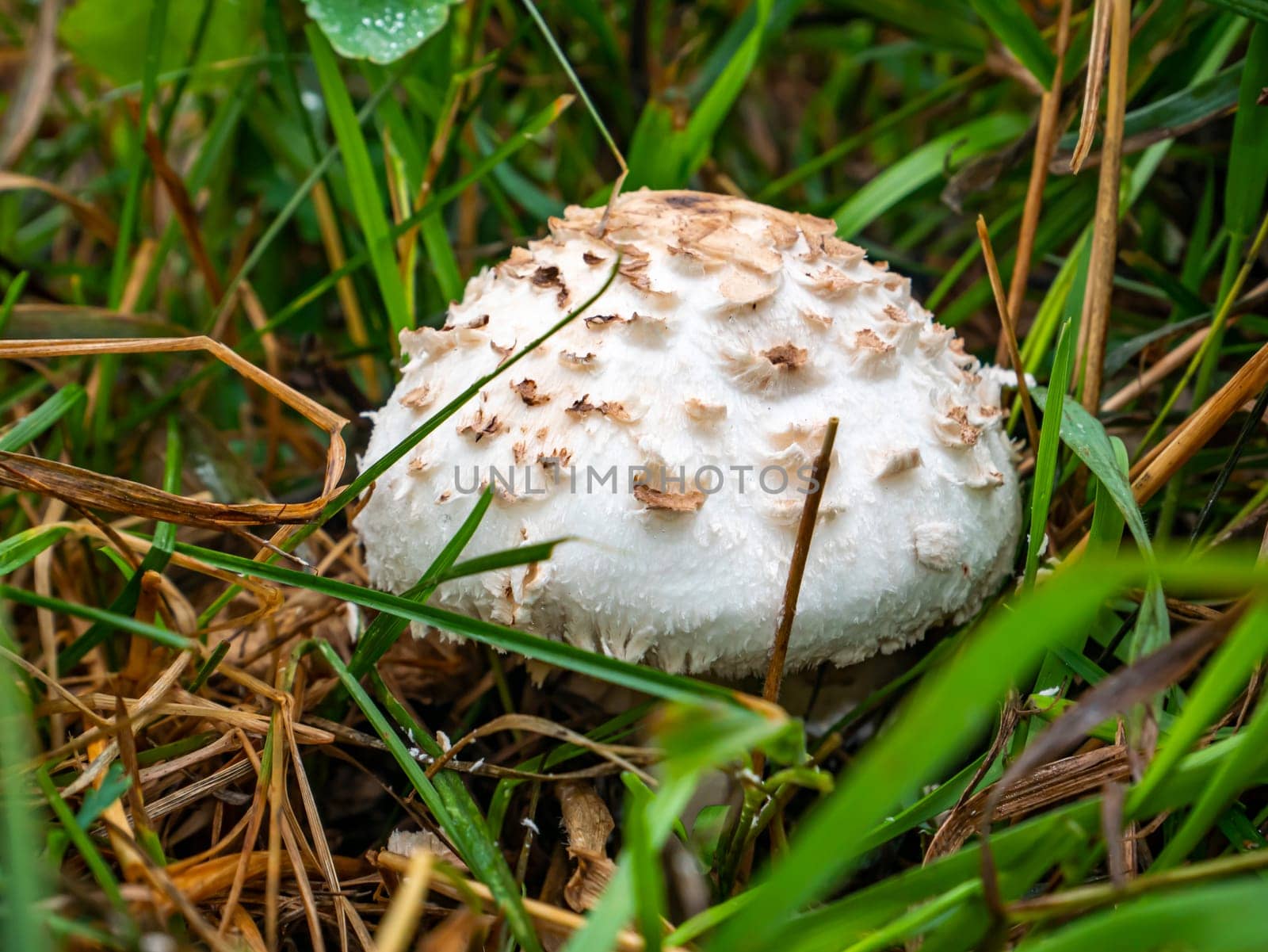 An edible umbrella mushroom growing in green grass. Mushroom umbrella in vivo. Green grass. Forest food. Collect mushrooms. Background image. Natural background.