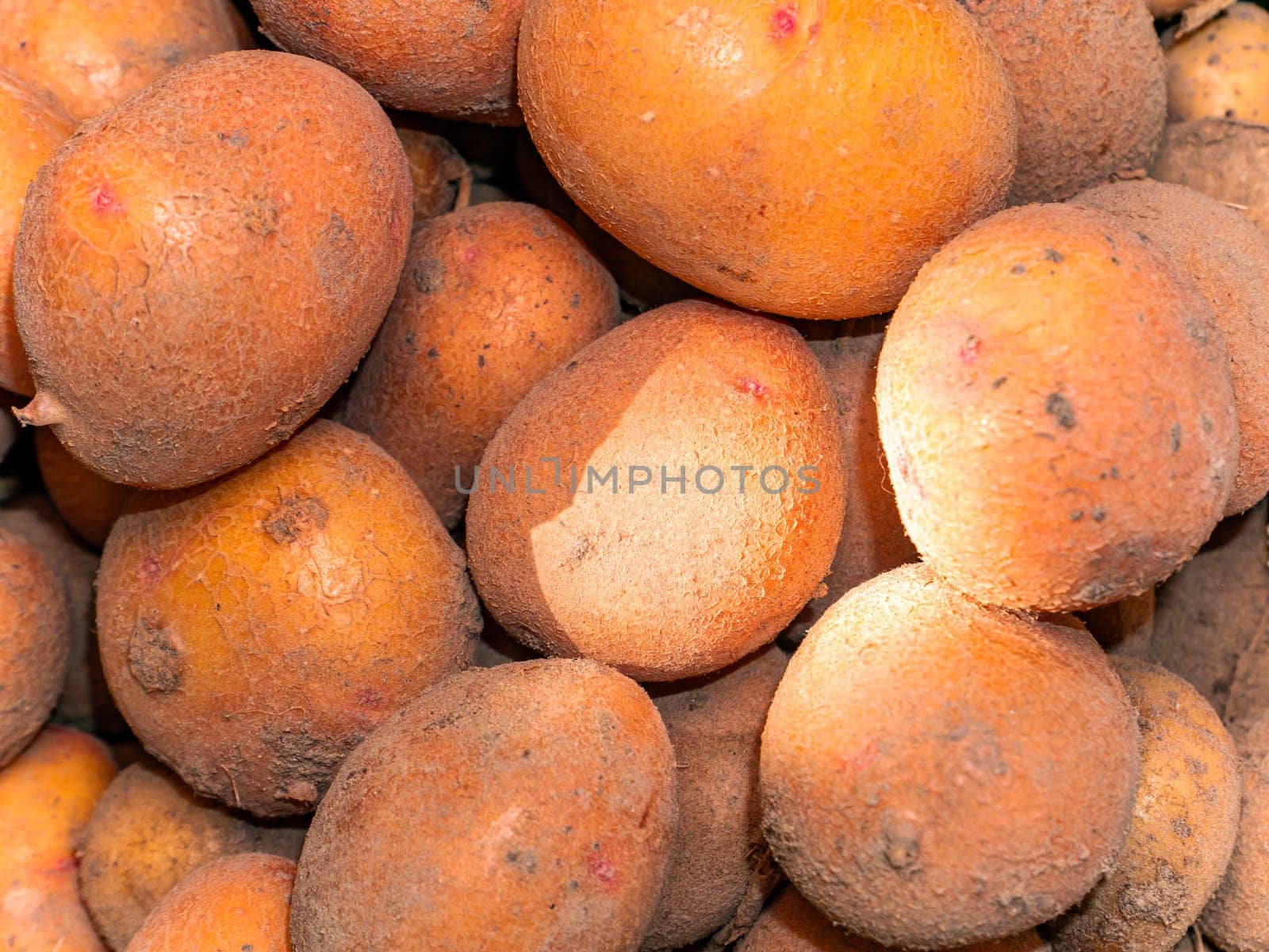 Harvested potatoes on a heap in sunlight. Harvesting potatoes. Agriculture. Agricultural activities. Farmer. Background image.