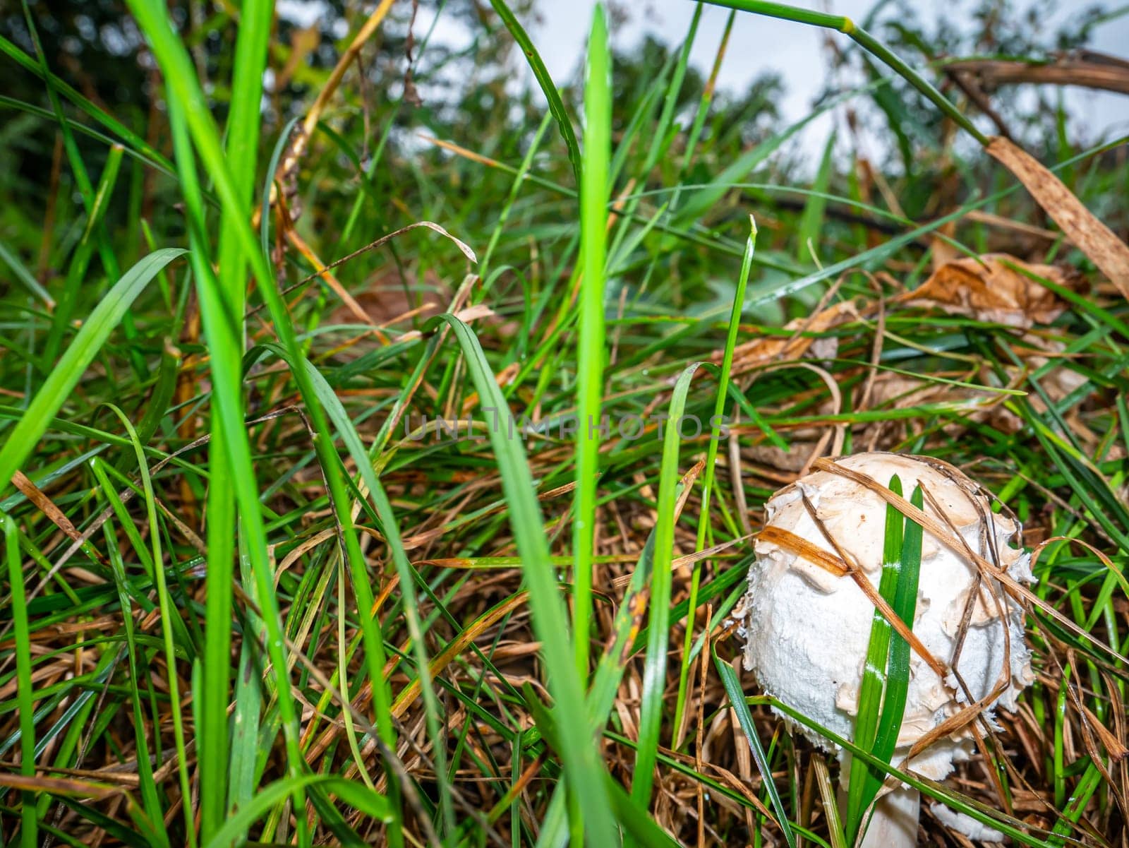 An edible umbrella mushroom growing in green grass. Mushroom umbrella in vivo. Green grass. Forest food. Collect mushrooms. Background image. Natural background.