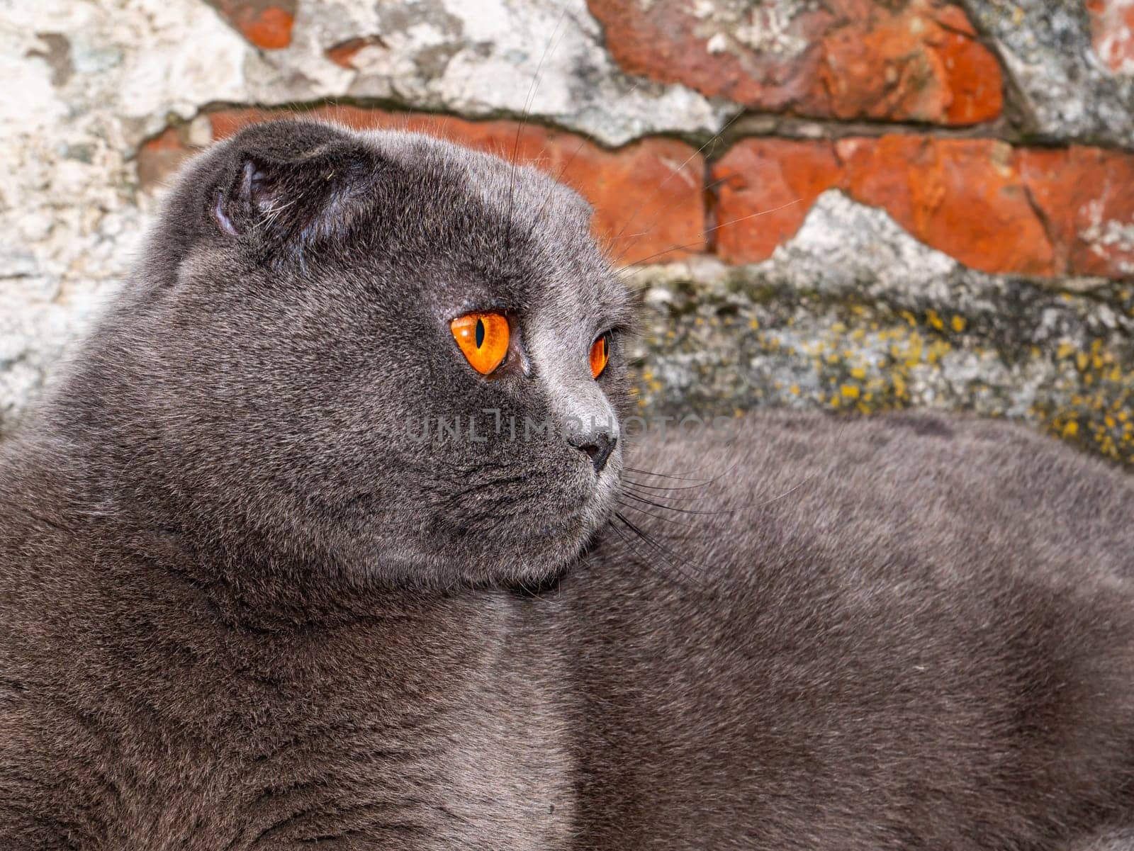 Orange view of a fold gray scottish cat. British cat breed. Gray domestic cat. Pets. Domestic kittens. Predators of the kitten family. Looking aside. Young kittens. Background image.