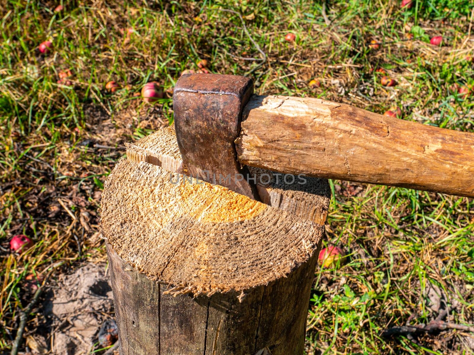 Chopping wood with an iron ax with a wooden handle. Hand tool ax. Preparation of firewood for the heating season. Deforestation. Timber industry. Environmental protection. Lumberjack. Pine tree.
