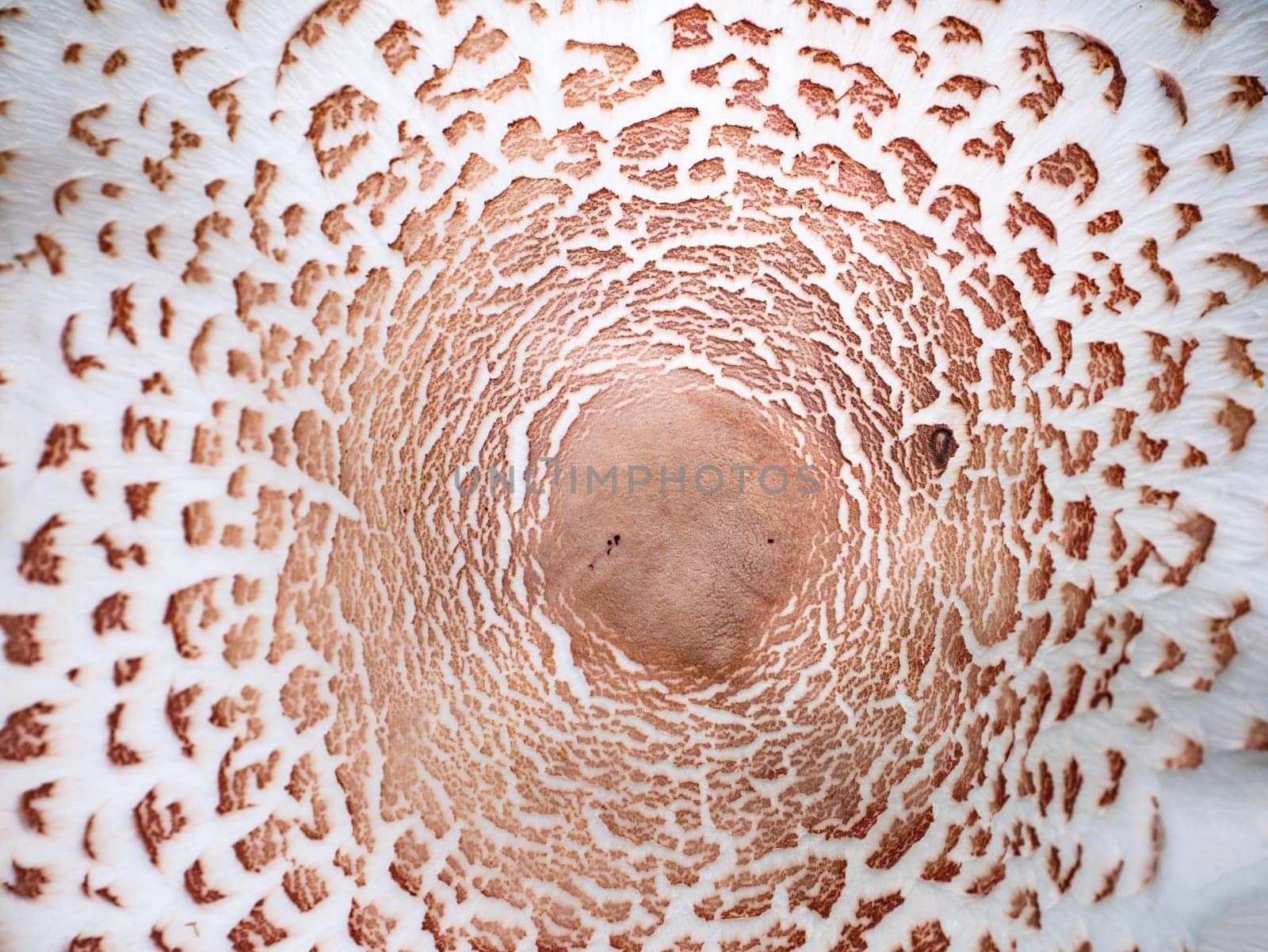 The texture of the umbrella mushroom cap. Mushroom umbrella in vivo. Forest food. Collect mushrooms. Background image. Natural background. Place for your text.