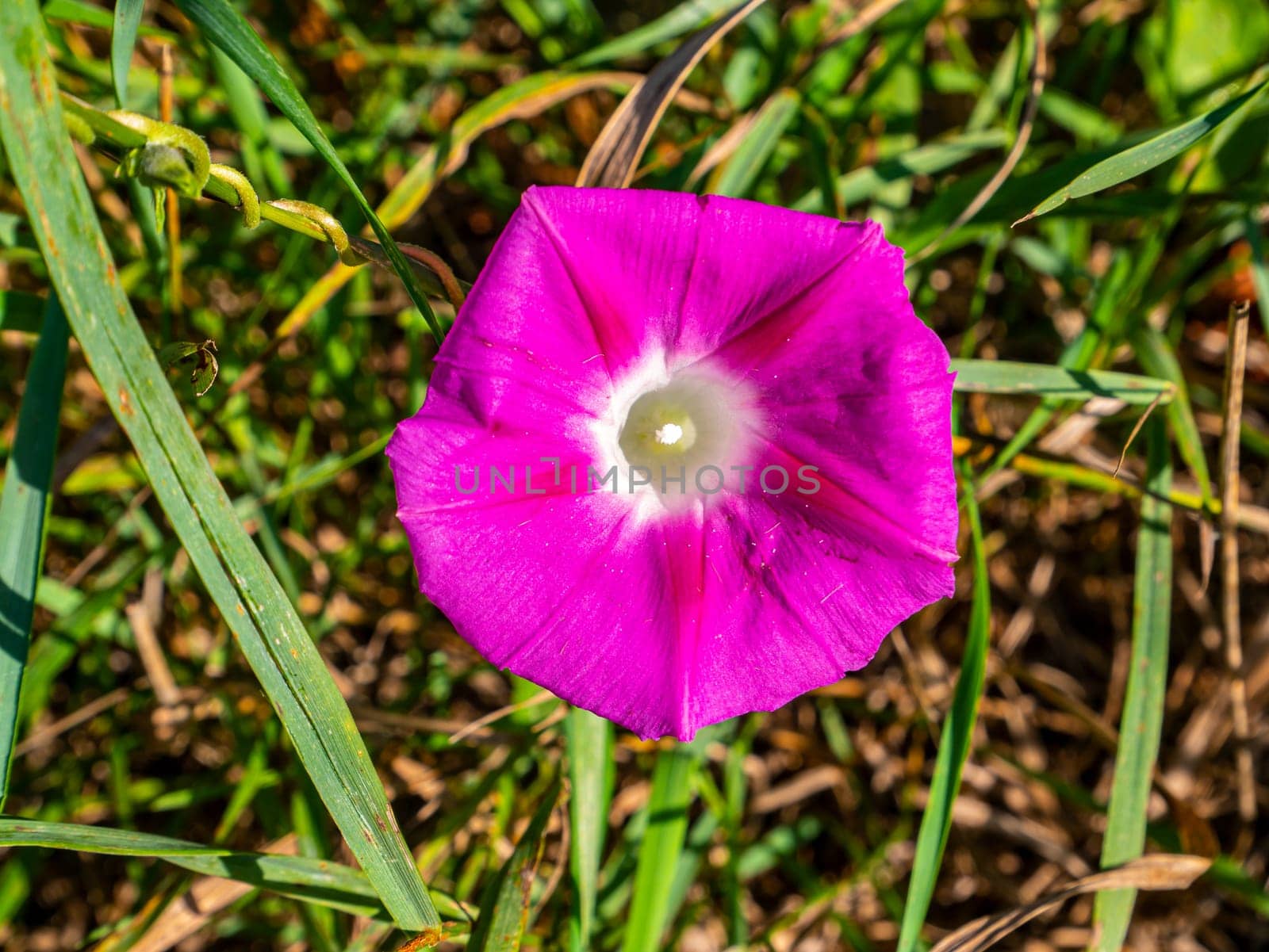 Wild flower pink bell on a background of green grass. Blooming meadow flowers. Floriculture. Summer season. Background image. Place for your text. Botany. Environment.
