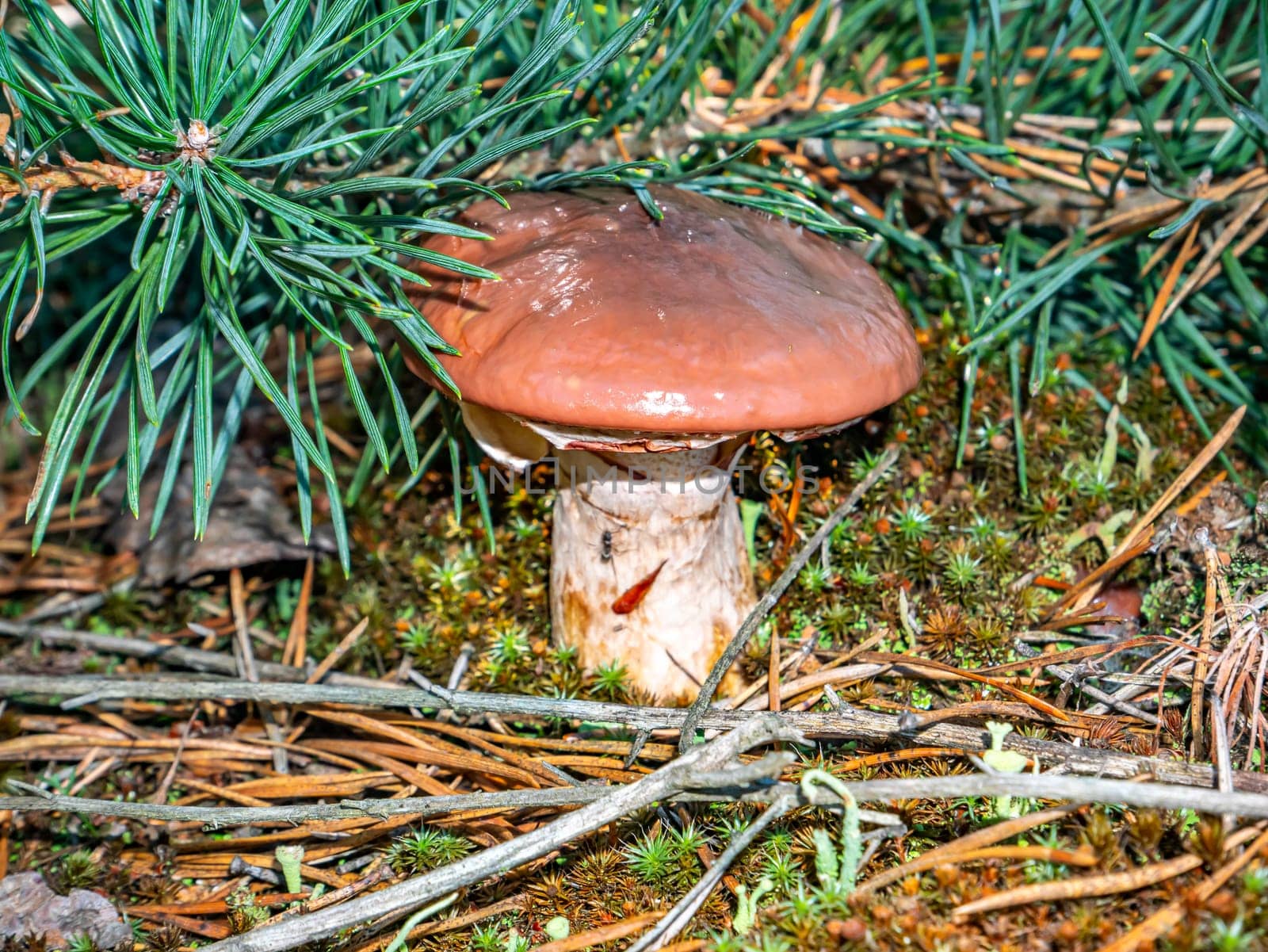 Edible oily mushroom in a pine forest. Harvesting of oily mushroom. Forest food. Pine tree needles. Natural background. Background image.