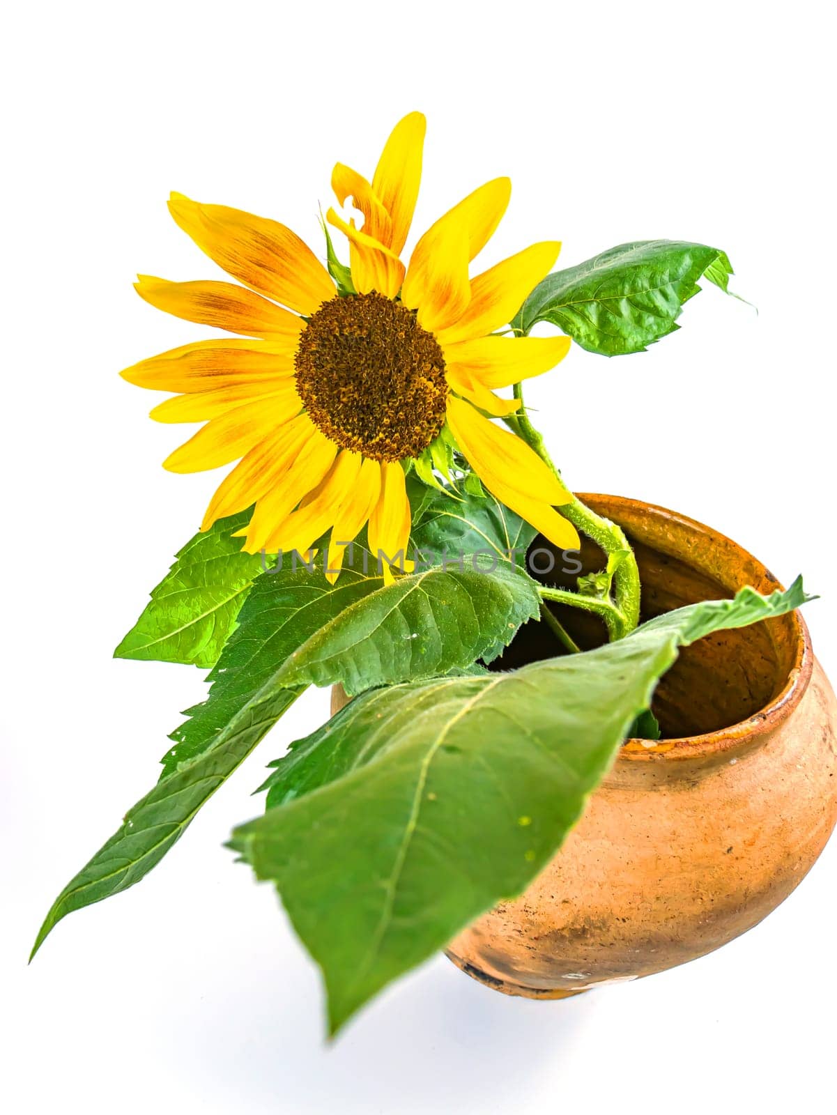 Sunflower flower in a clay jug on a white background. Yellow sunflower flower. Ceramic vase. Earthenware. Kitchen ceramics. Background image. Place for text.