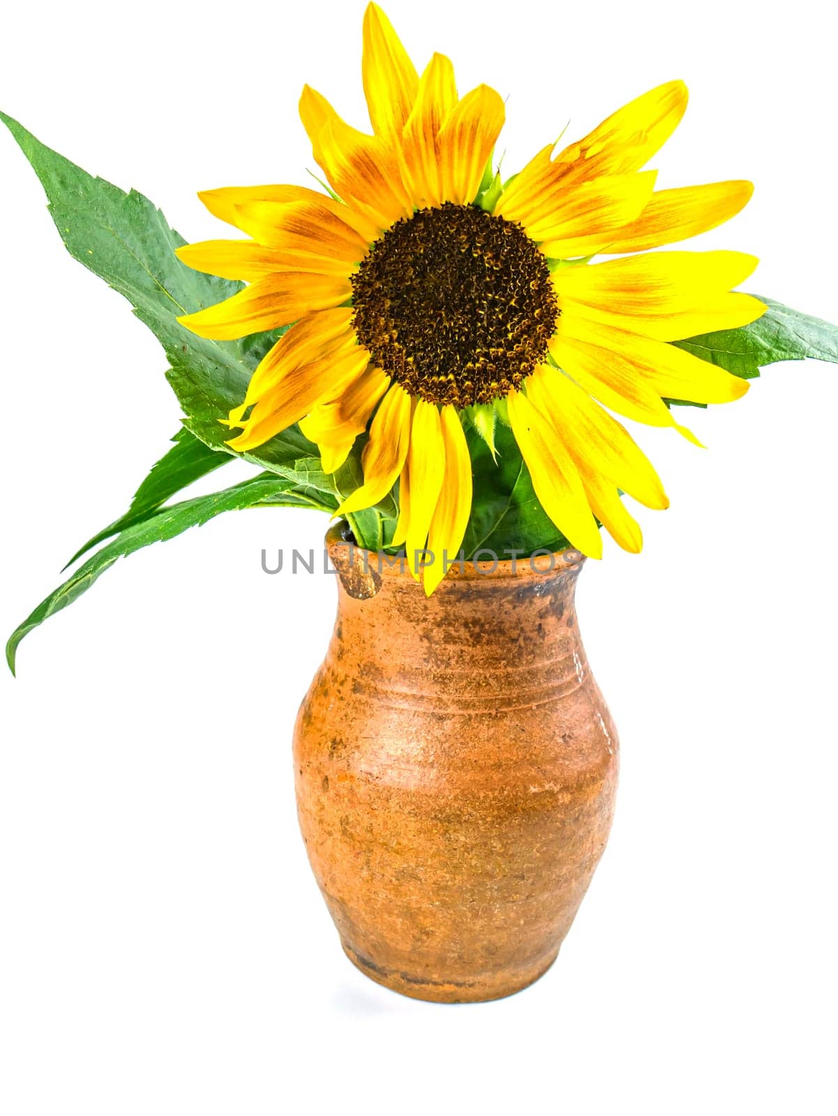 Sunflower flower in a clay jug on a white background. Yellow sunflower flower. Ceramic vase. Earthenware. Kitchen ceramics. Background image. Place for text.