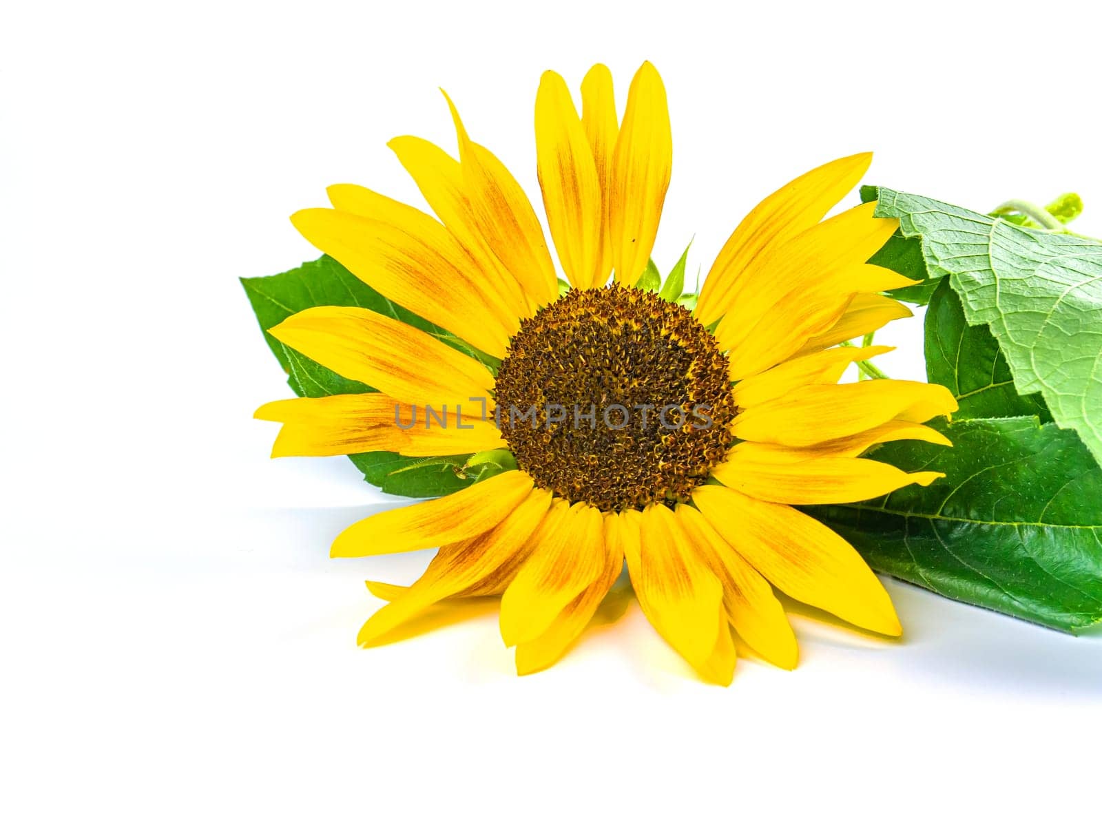 Sunflower flower with green leaves on a white background. Yellow sunflower flower. Background image. Place for text.