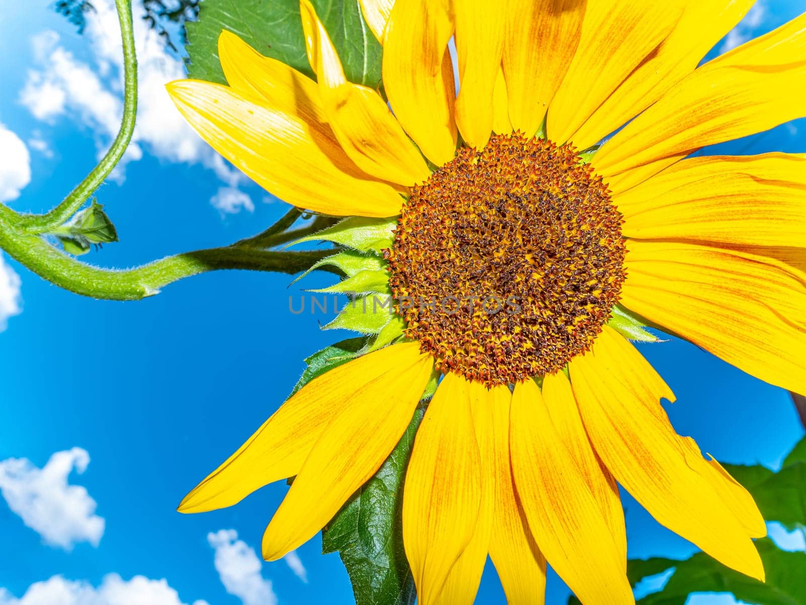 Blooming sunflower against the blue sky with clouds. Yellow sunflower flower. White clouds in the sky. Agriculture. Summer sunny day. Background image. Place for your text. Poster.