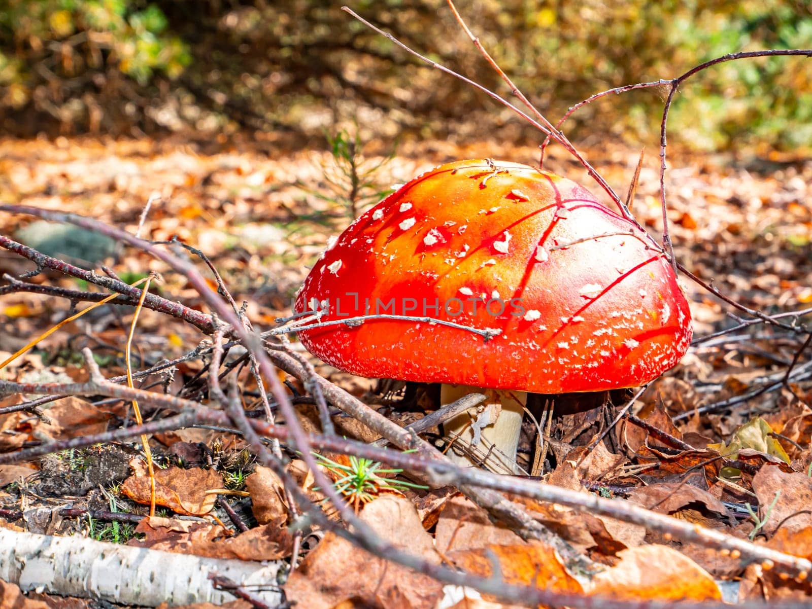 Poisonous mushroom red fly agaric in natural forest conditions. Dangerous poisonous red fly agaric. Bend picking season in the pine forest. Pine needles. Natural background. Background image.