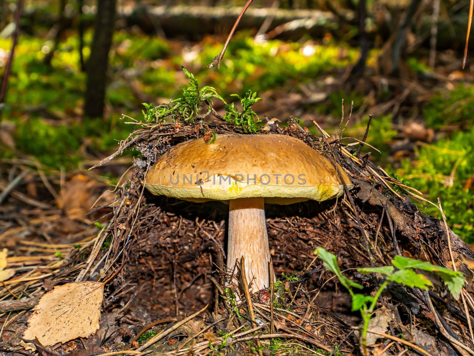 The season for picking porcini mushrooms in the forest. Edible porcini mushroom. Forest harvest. Mushroom cap. Pine forest. Background image. Natural background.