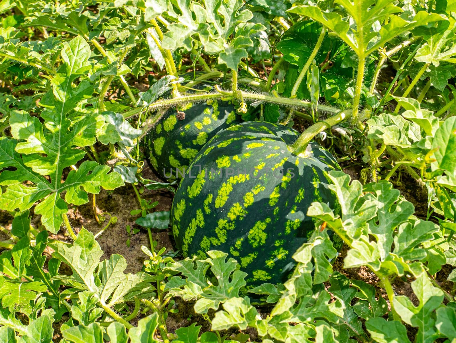Green striped watermelon with leaves growing on a melon. Watermelons in the agricultural field. Harvesting on melons. Farm. Background image. Sweet food.