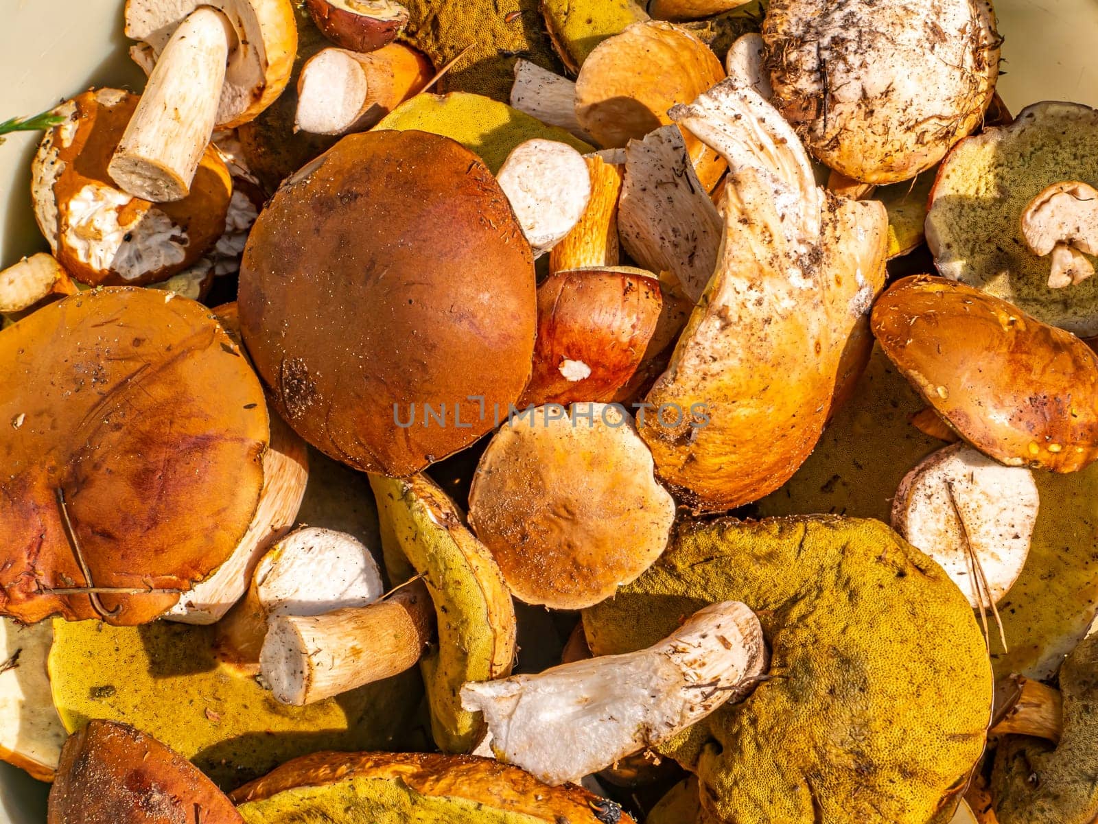 The season for picking porcini mushrooms in the forest. Edible porcini mushroom. Forest harvest. Mushroom cap. Pine forest. Background image. Natural background.